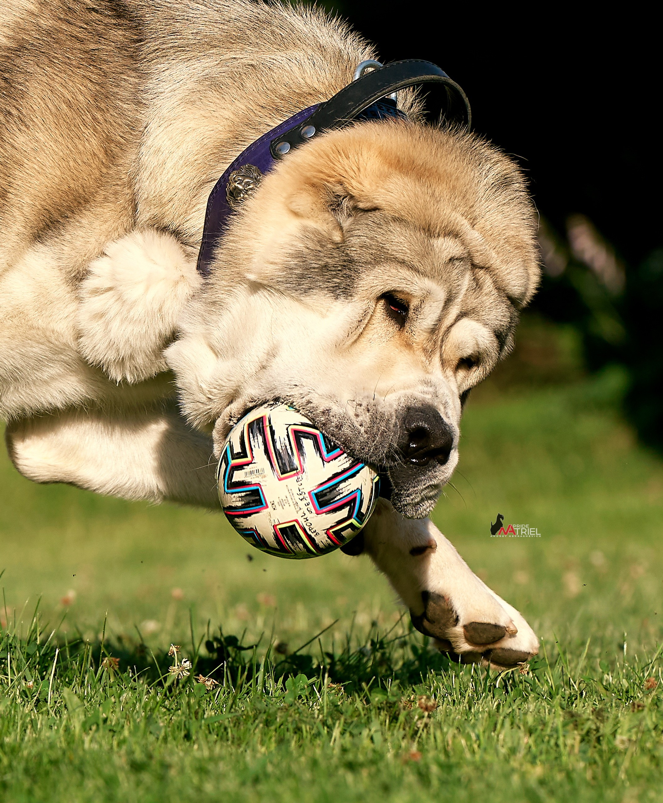Прогулка в движении — галерея NATRIEL
