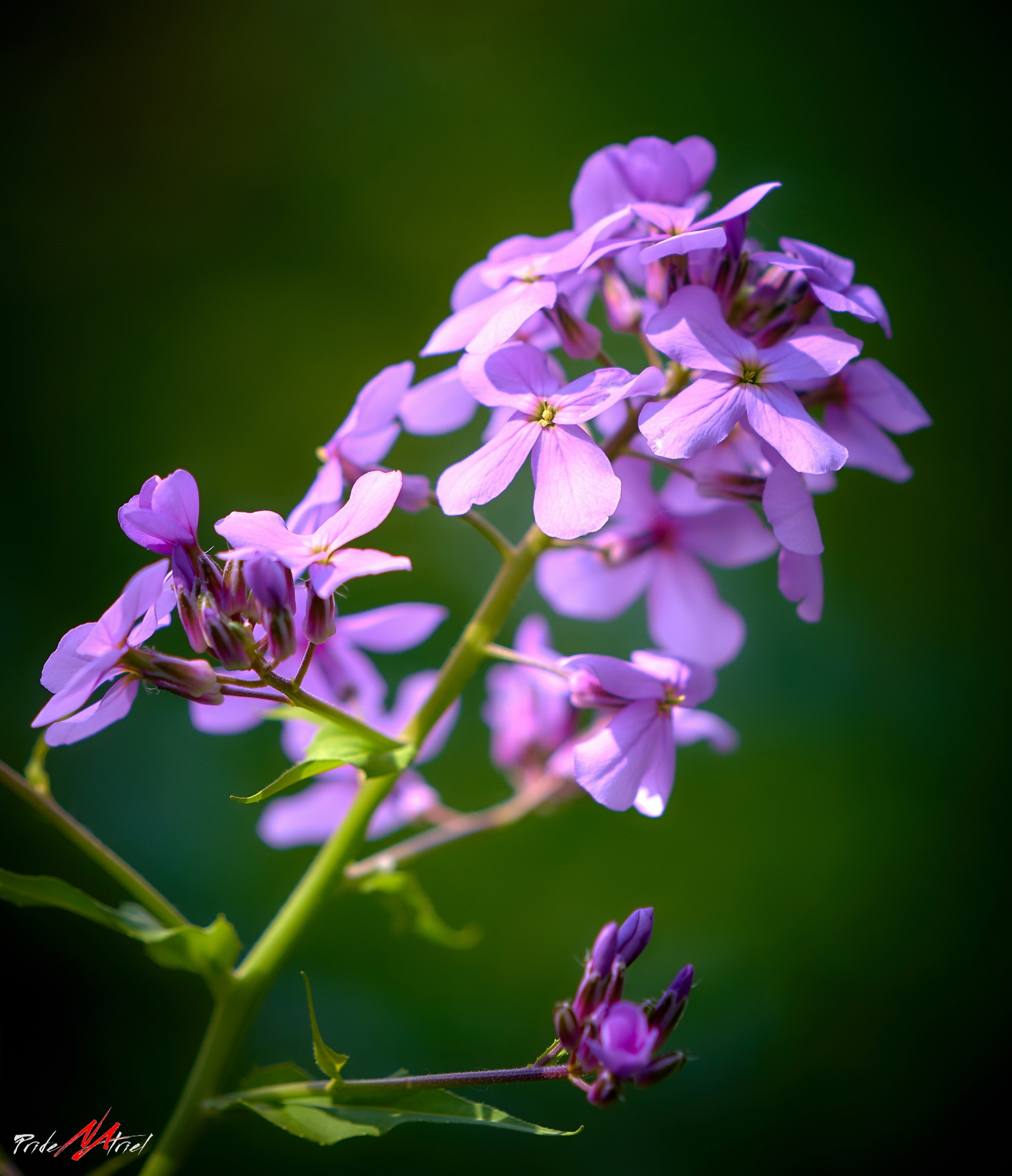 Лютики-цветочки — галерея NATRIEL