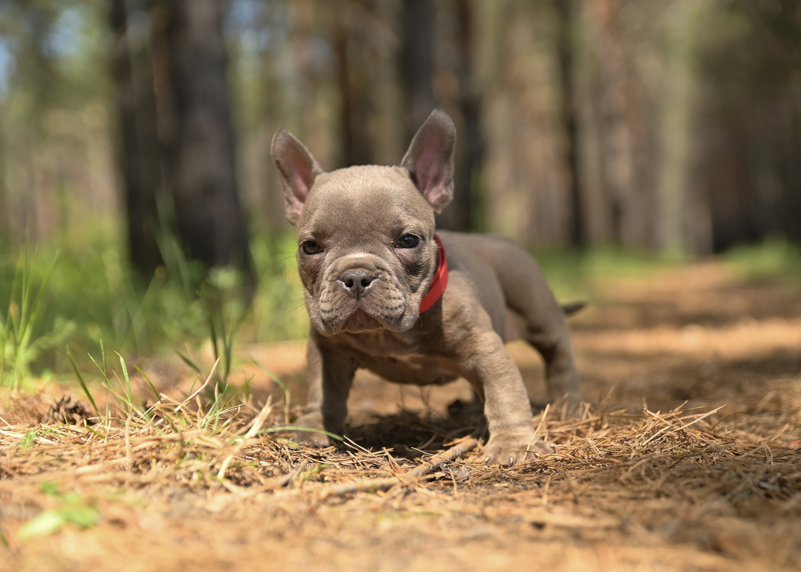 Свободные щенки Американский Булли в Иркутске. Питомник собак Иркутск
