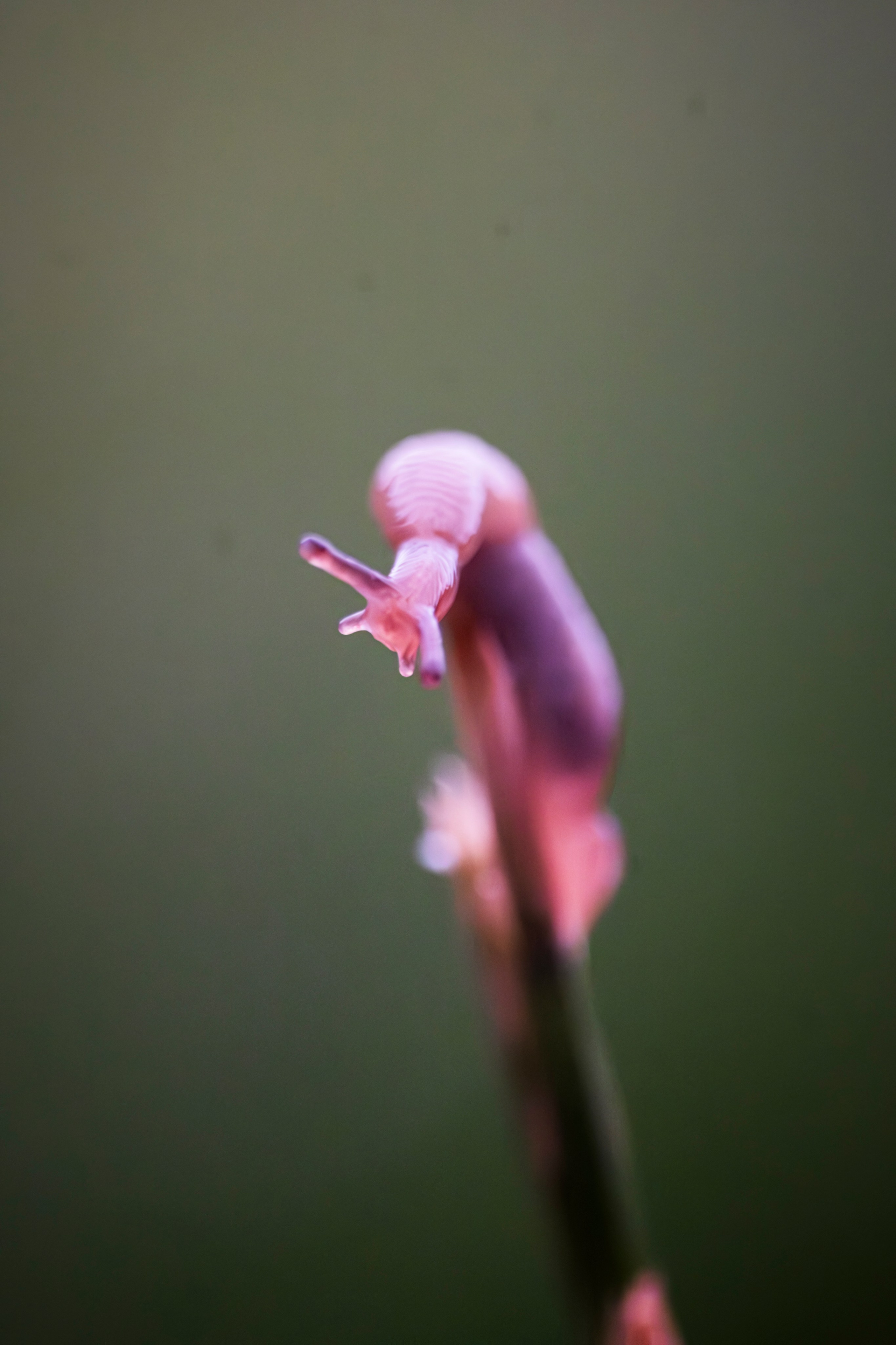 Макро жизнь. KRUTOVA_фотографирую жизнь