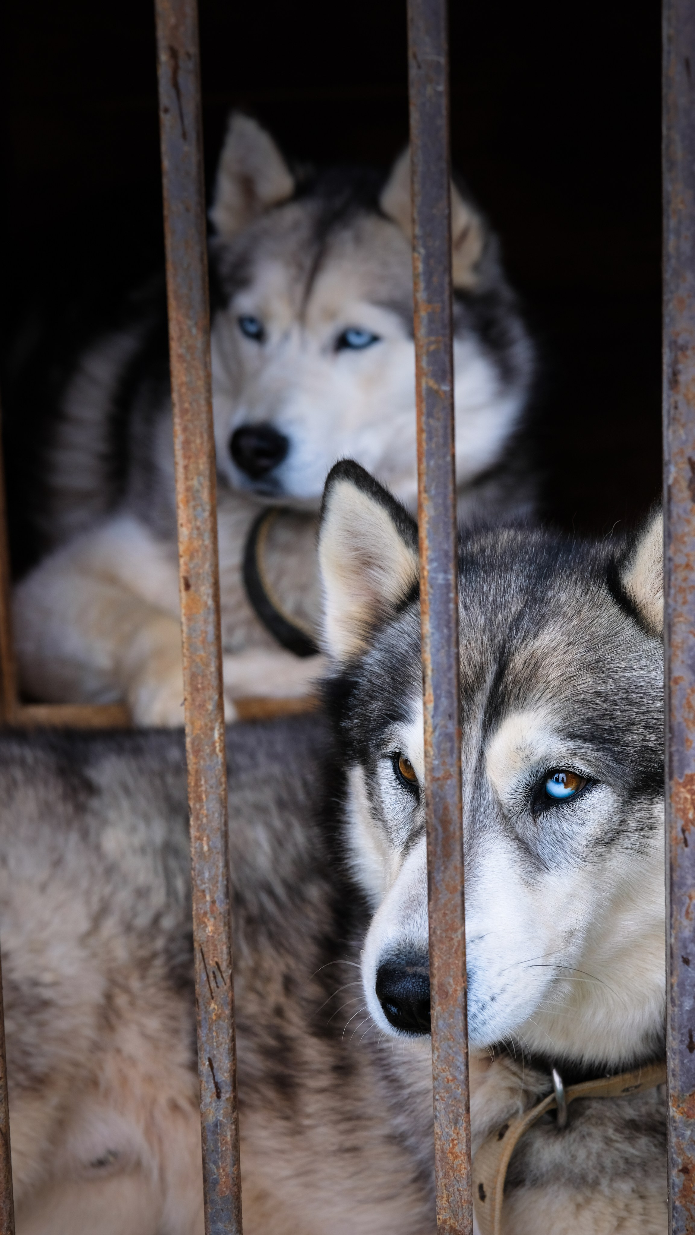 Приют Хаски. KRUTOVA_фотографирую жизнь