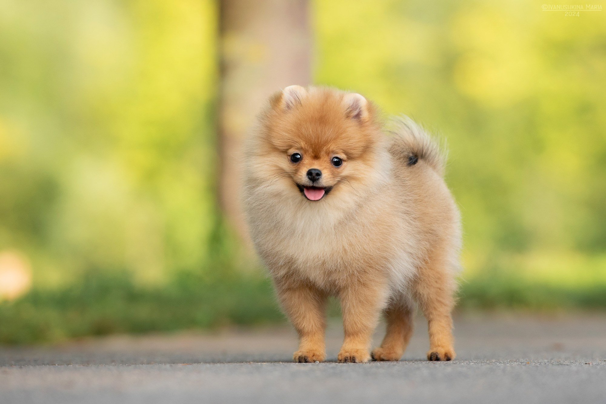Фотосессия щенков на продажу. Фотограф собак в Москве и Московской области Иванушкина Мария