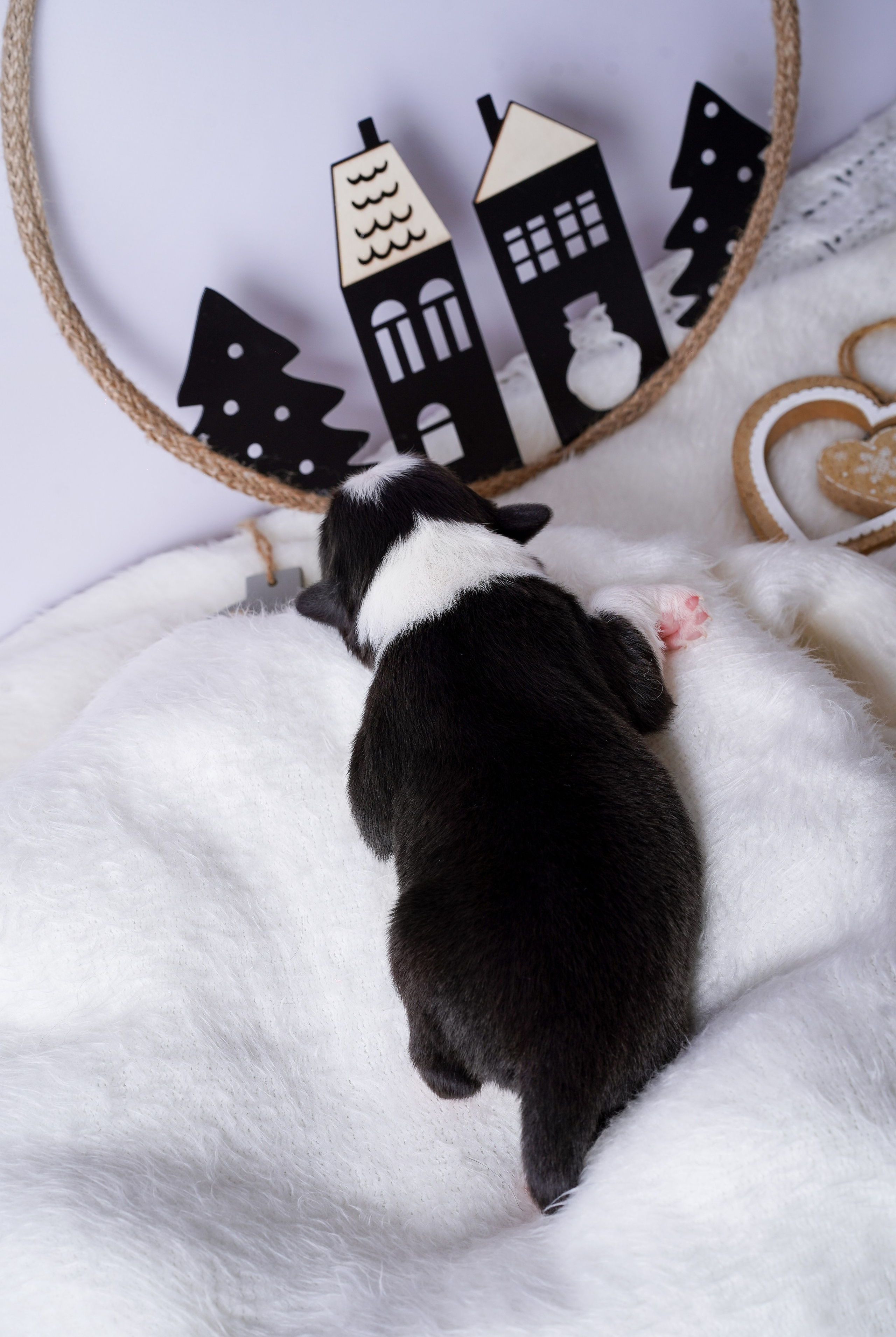 Щенки австралийской овчарки. Фотограф-анималист в Санкт-Петербурге Яна Мартынова