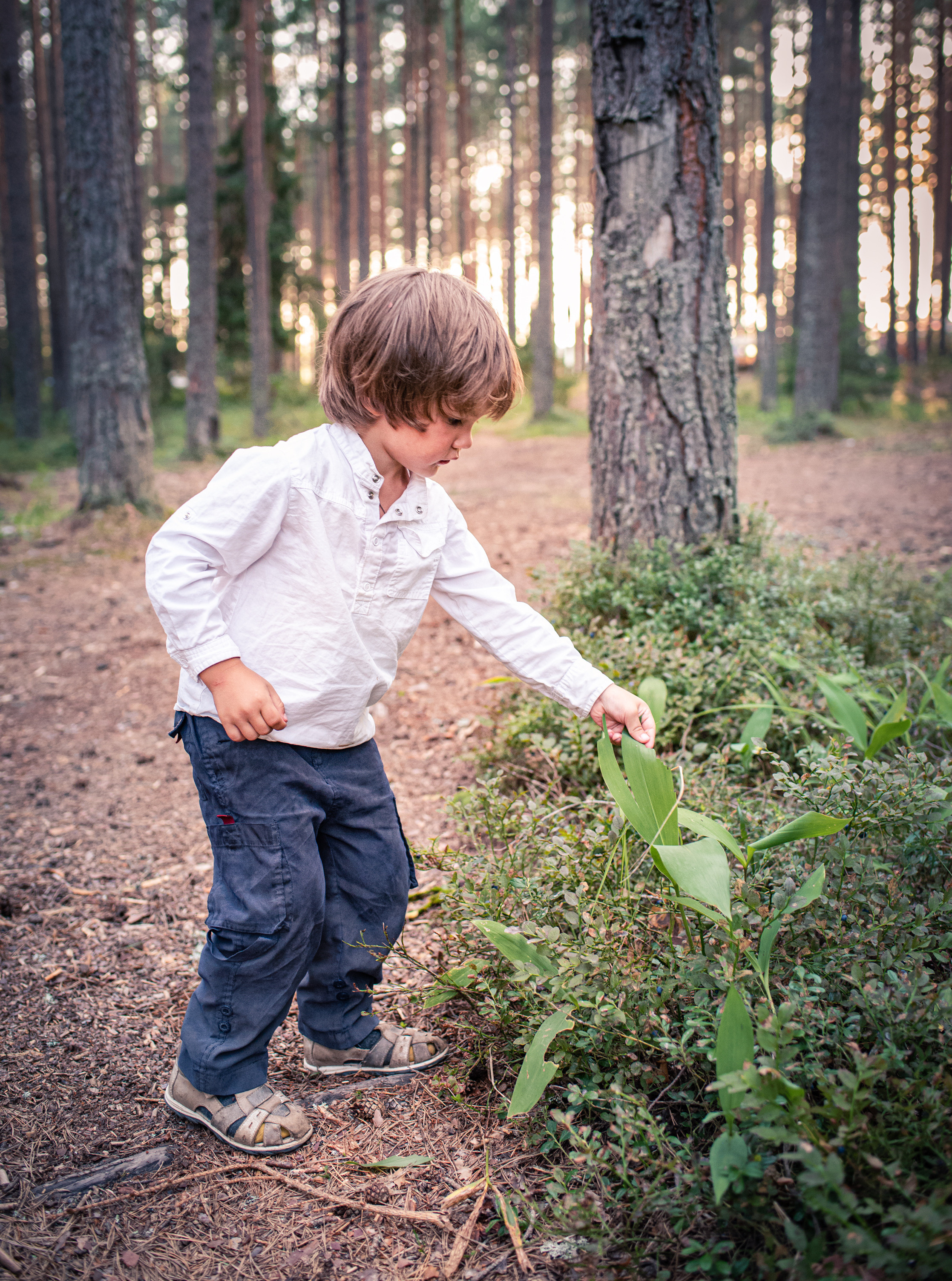 Сказка в сосновом лесу. Семейный фотограф в Москве Анна Коропова