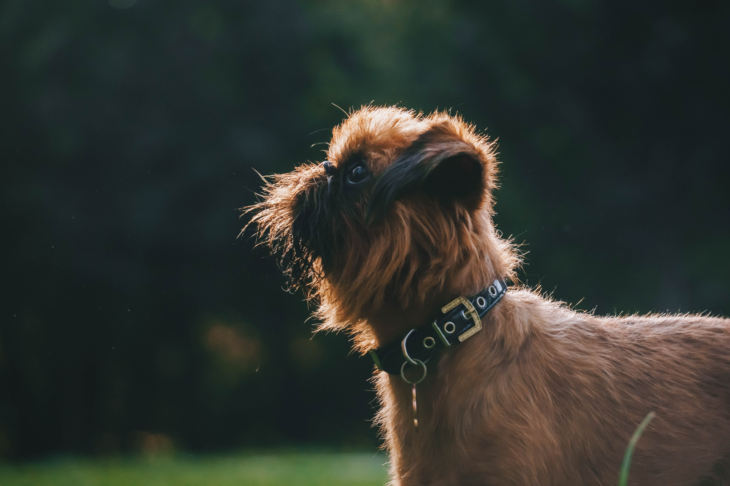 Мини-туса гриффоны и брабансоны. Фотограф-анималист Ксения Воробьева, Москва