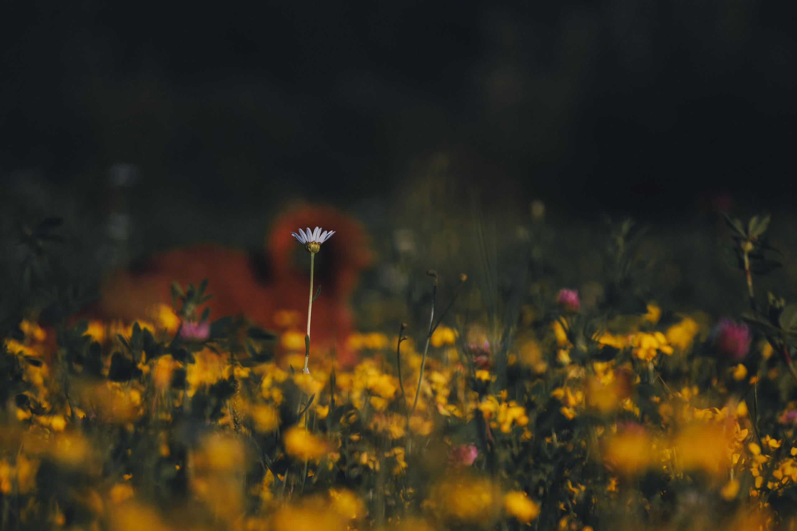 Катя и Яшма. Фотограф-анималист Ксения Воробьева, Москва