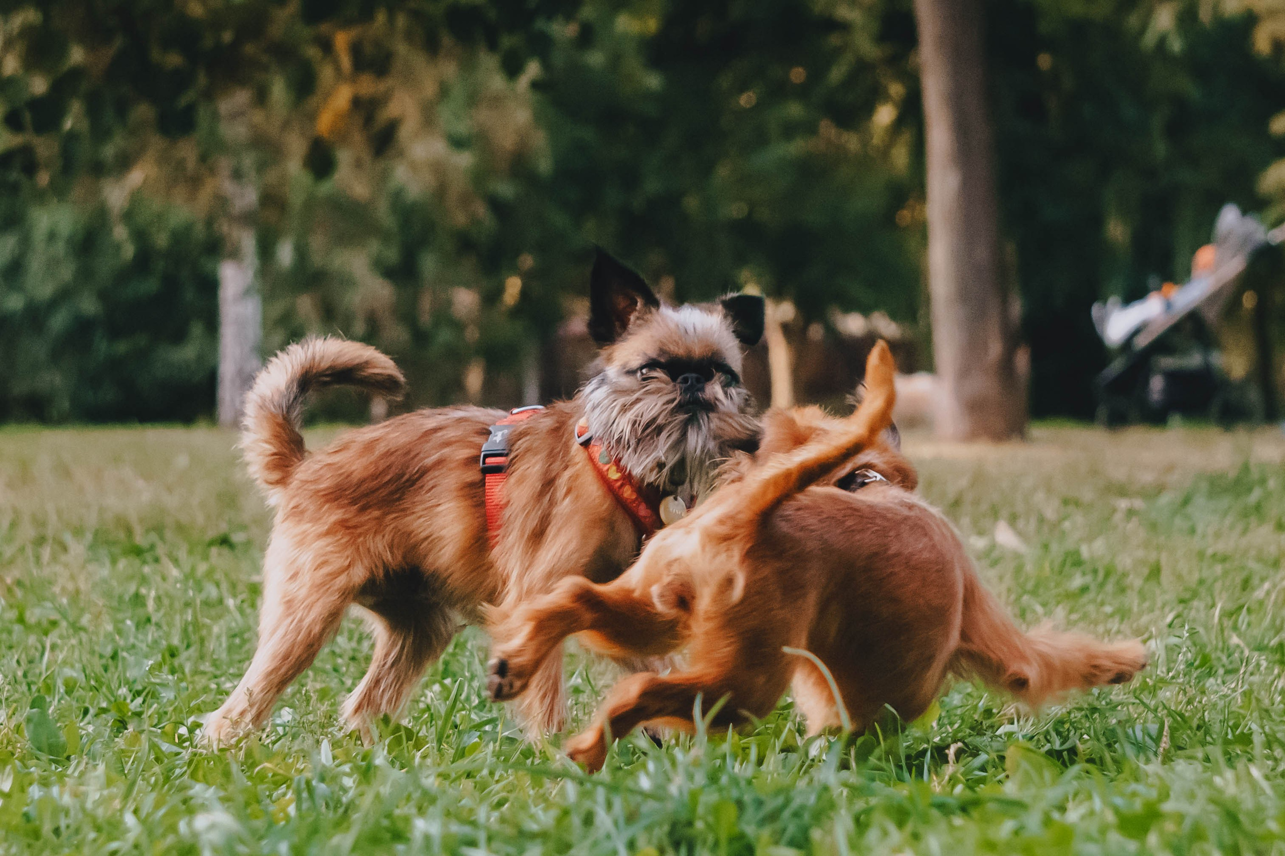 Мини-туса гриффоны и брабансоны. Фотограф-анималист Ксения Воробьева, Москва
