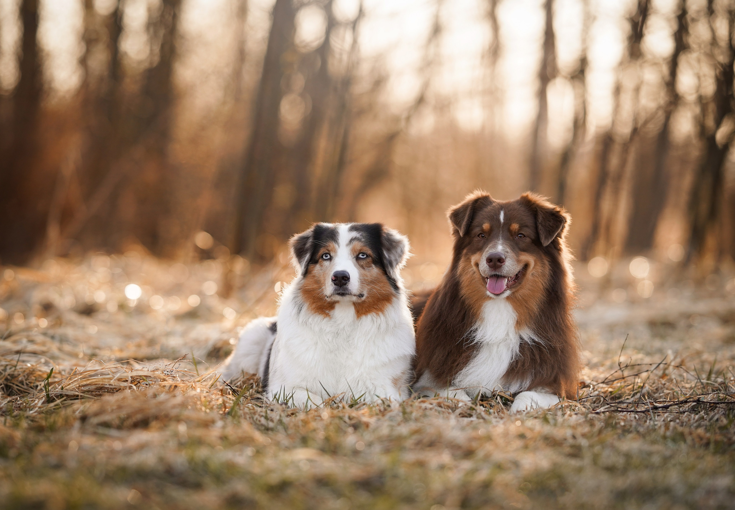 Кристина Рокки и Валькирия. Фотограф-анималист в Санкт-Петербурге Яна Мартынова