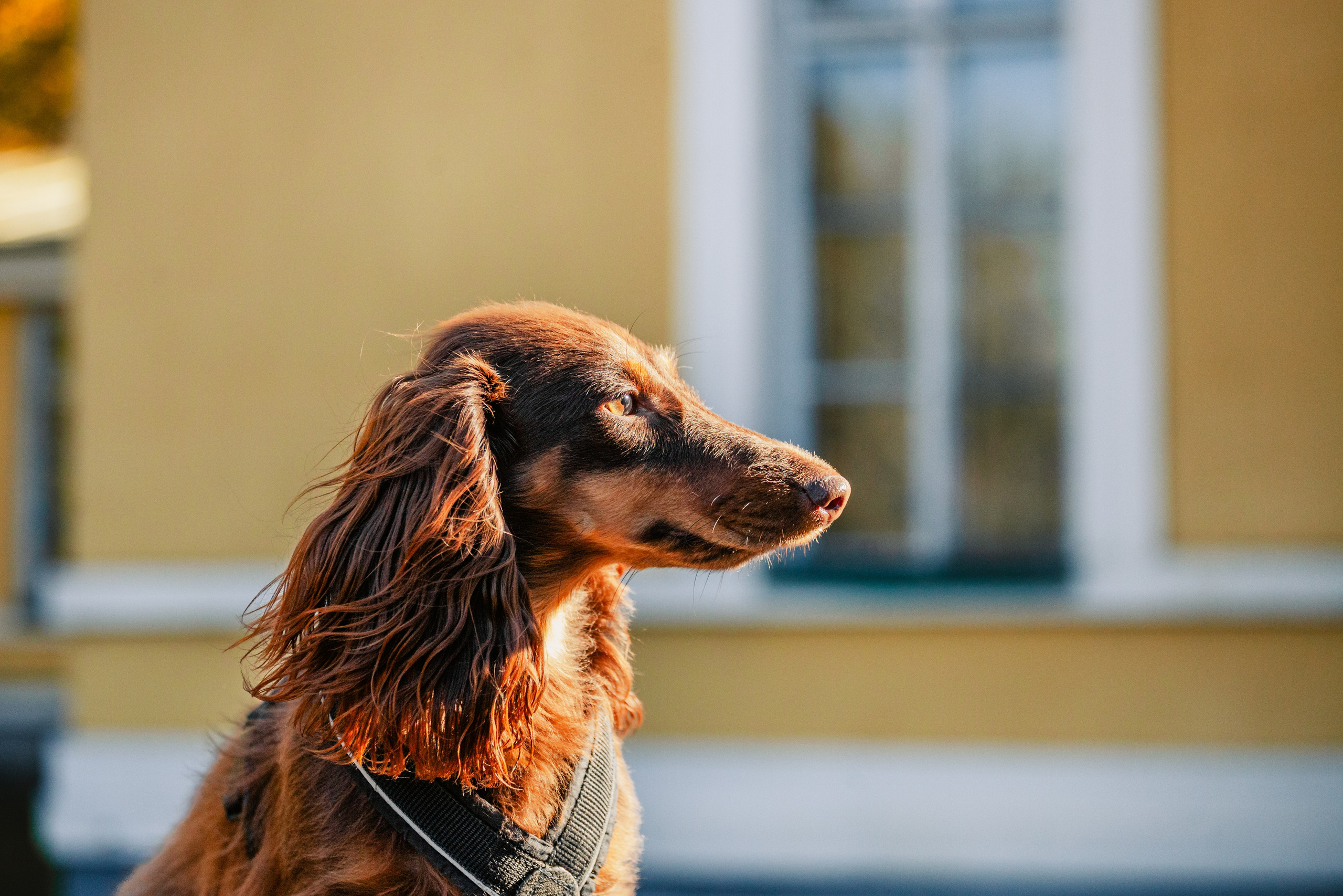 Света, Хайди, Богдана. Фотограф-анималист Татьяна Степанова