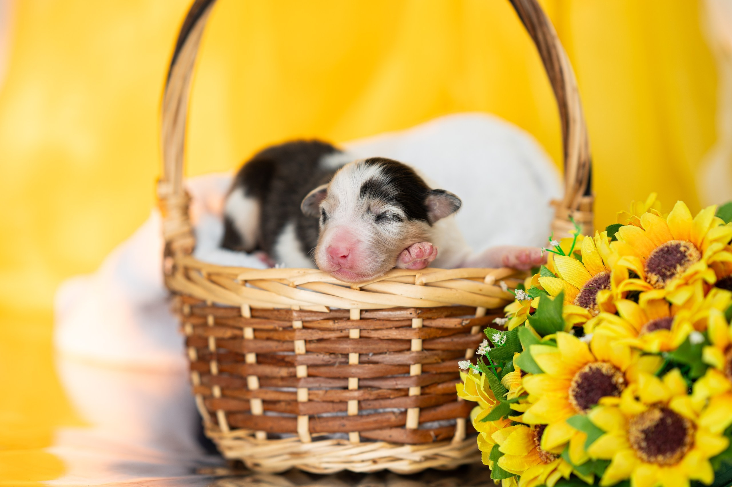 Заводчик Влада Эльман. Творческий фотограф Вологда