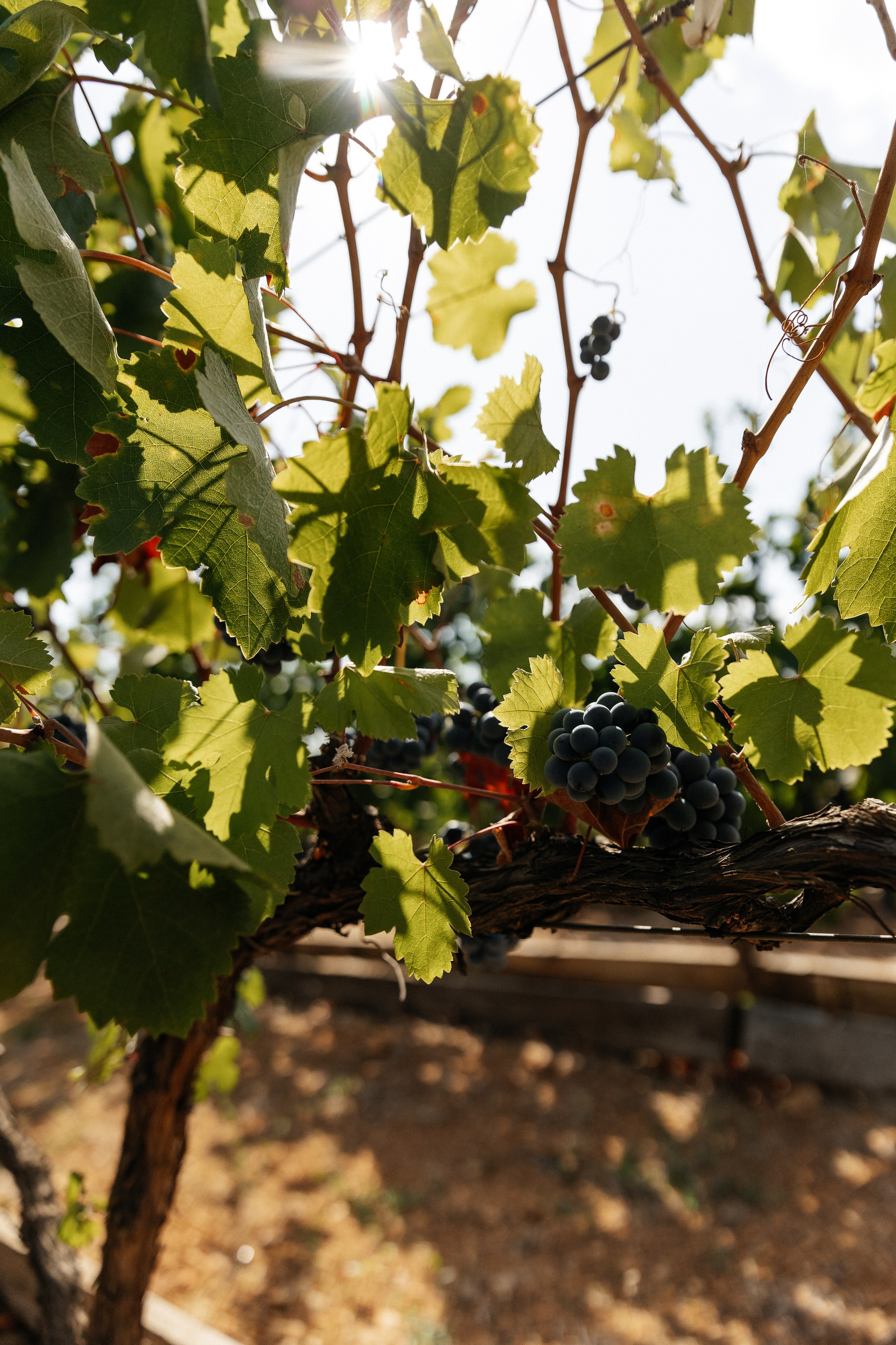 WEDDING ITALIA. Фотограф Евгений Горпиняк