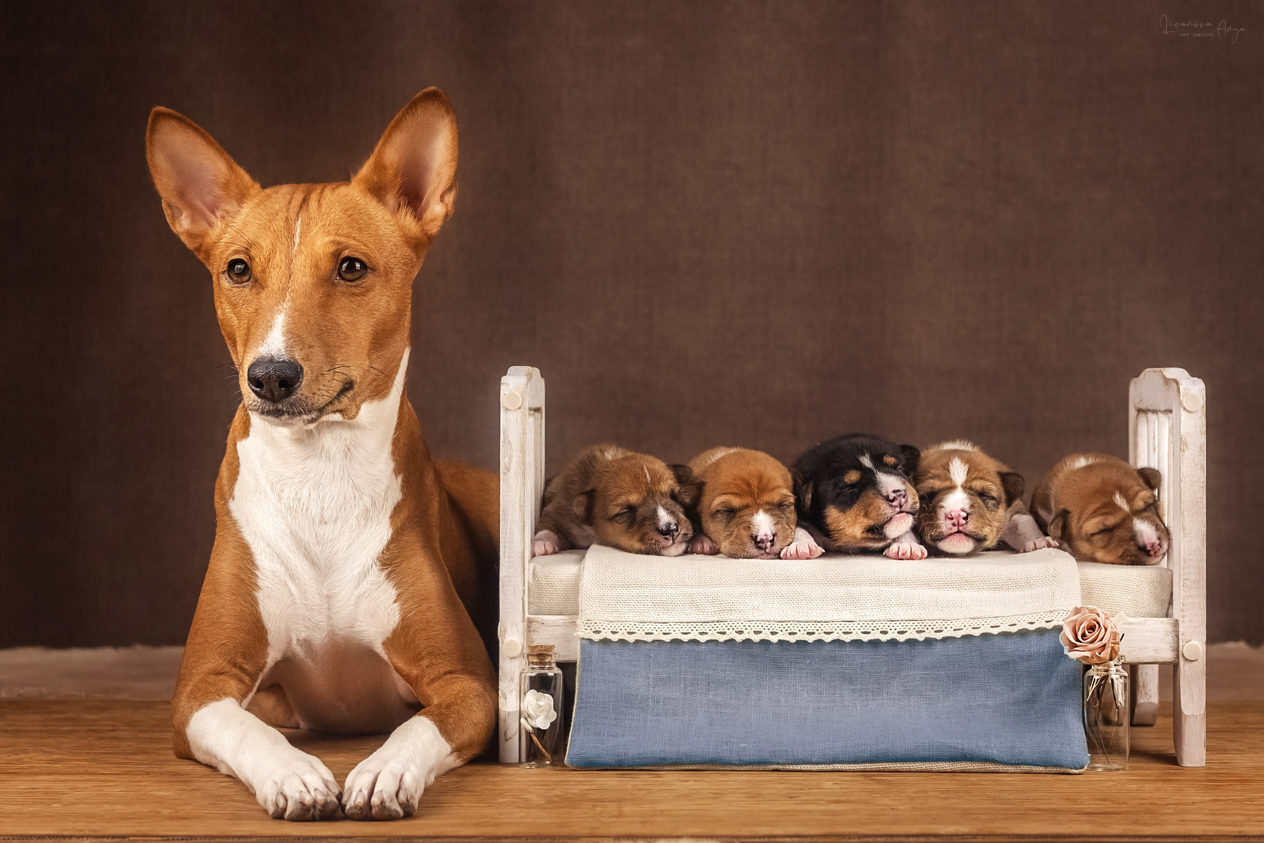 Басеньки. Фотограф анималист Аня Ливанова | Рыбинск