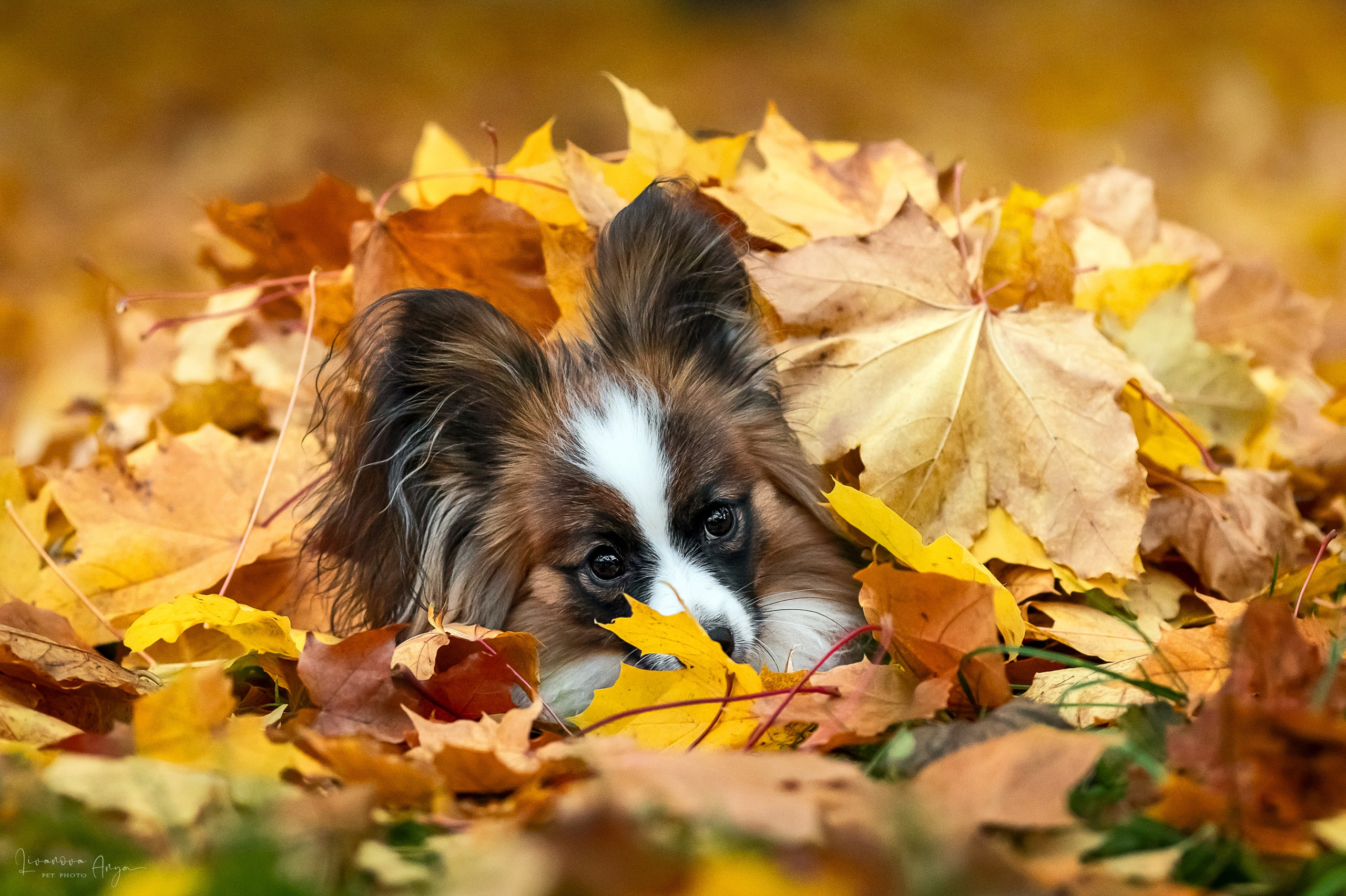 Хьюстон. Фотограф анималист Аня Ливанова | Рыбинск