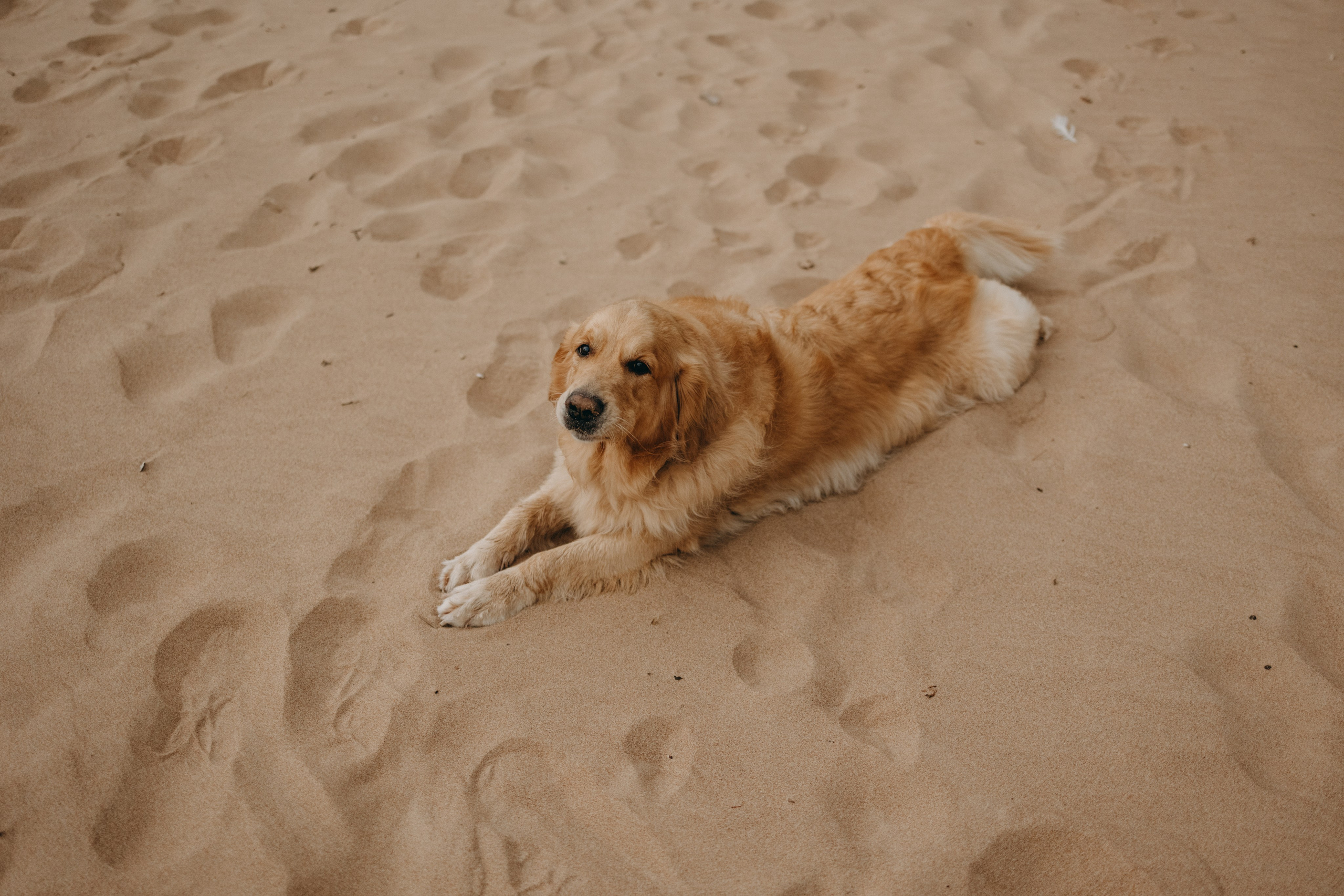 Фоси и его семьи. Фотограф — Анималист | Санкт-Петербург