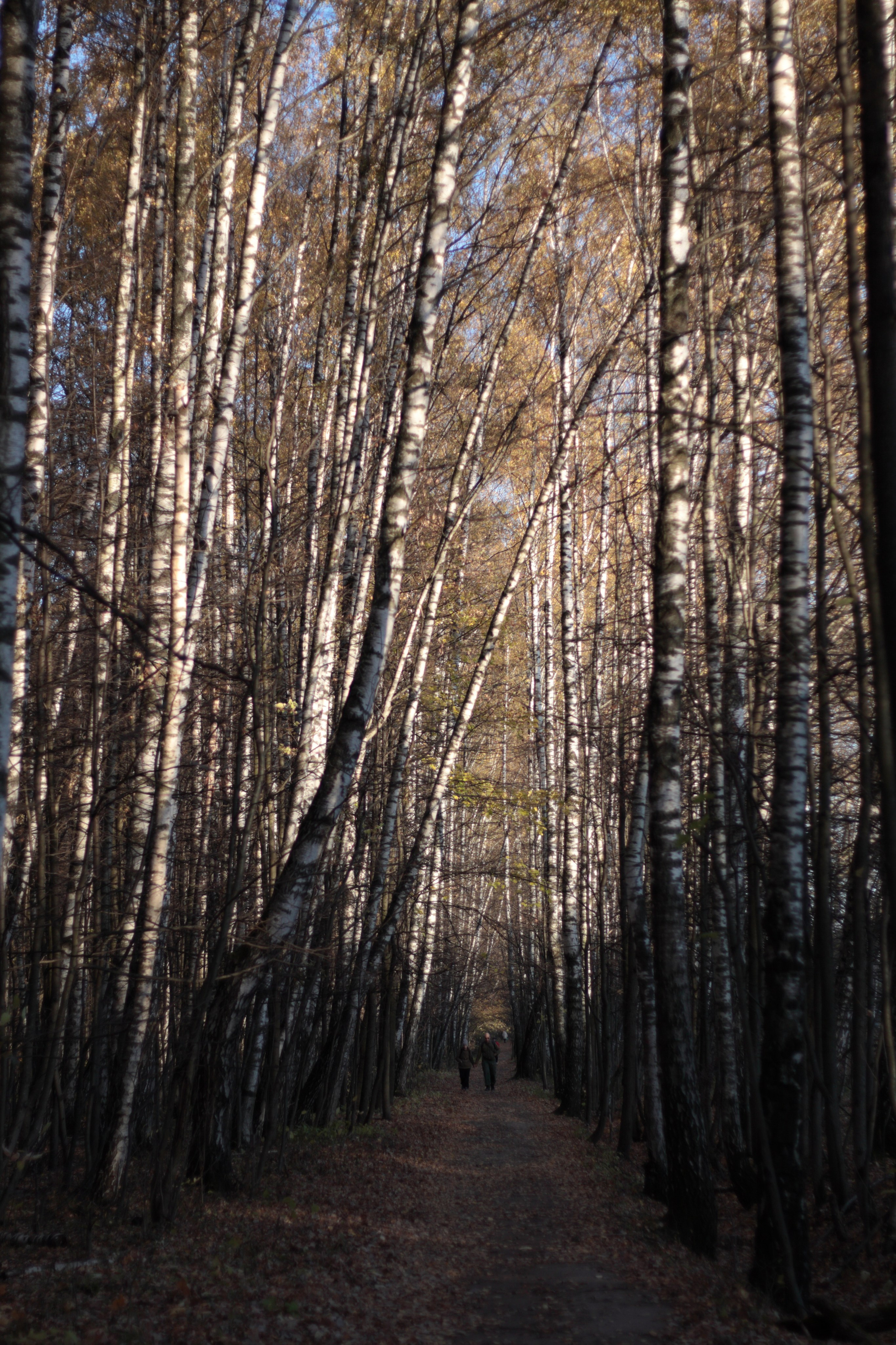 Старое природное, отбирала Katamount (Катерина Горохова). Главная