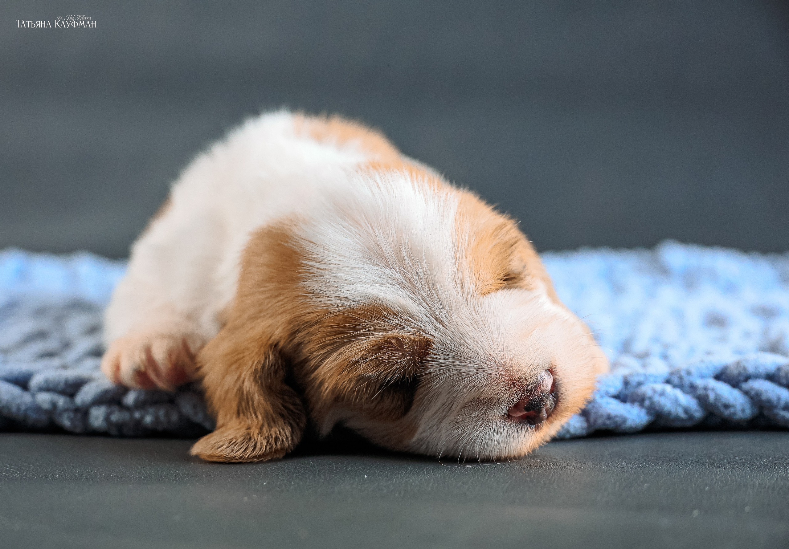 Малые вандейские бассет гриффоны. PVBG. Petit vandeen basset griffon, щенки в новосибирске. Питомник White Rivendel