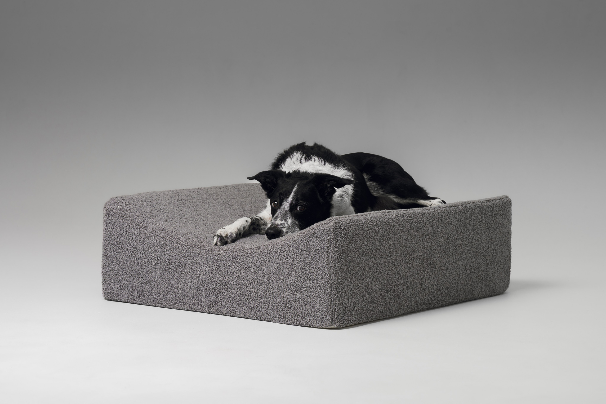 Chilldog. Семейный фотограф анималист Ананьева Мария — Москва