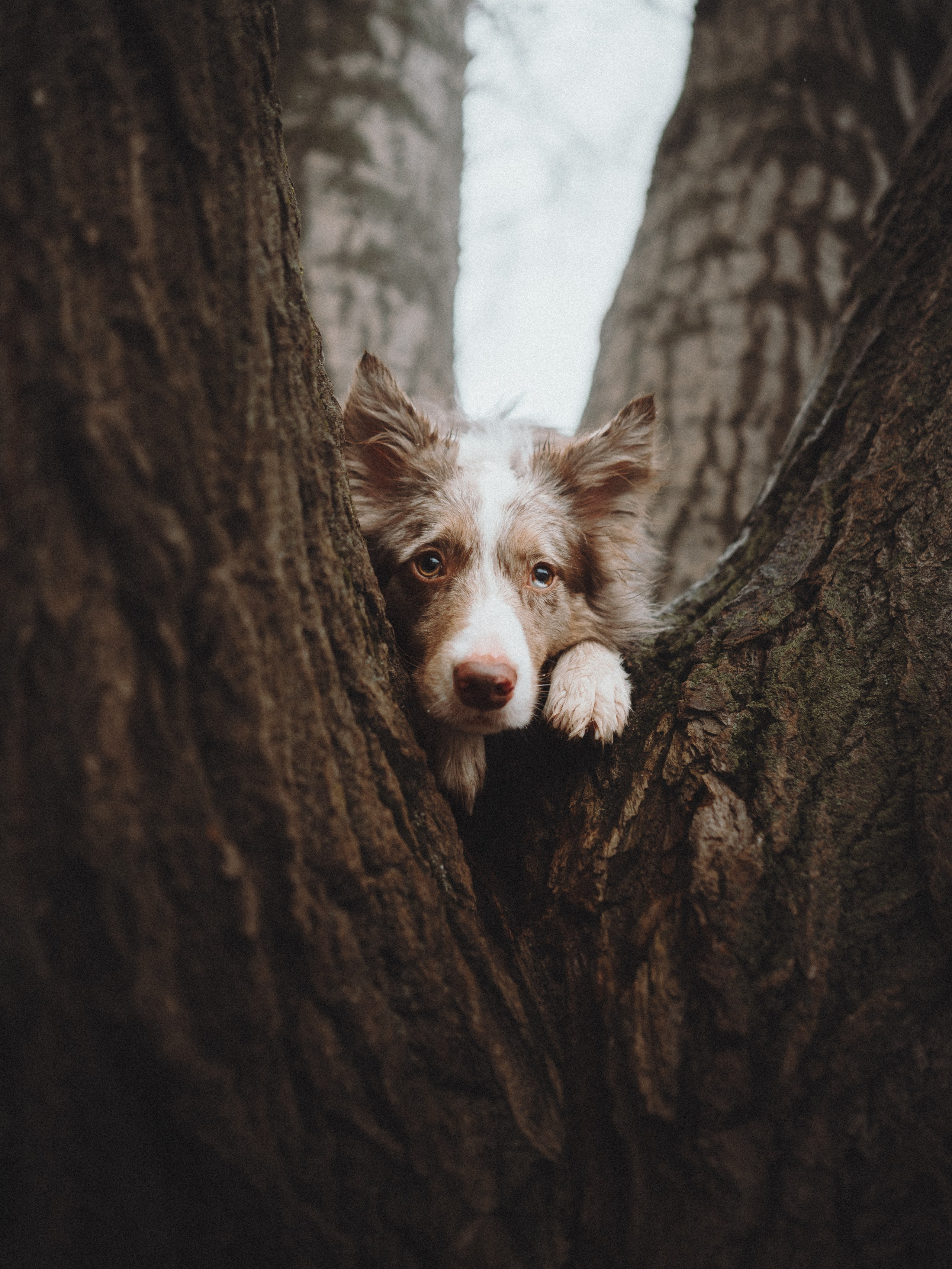 Аня и Дэймон. Семейный фотограф анималист Ананьева Мария — Москва