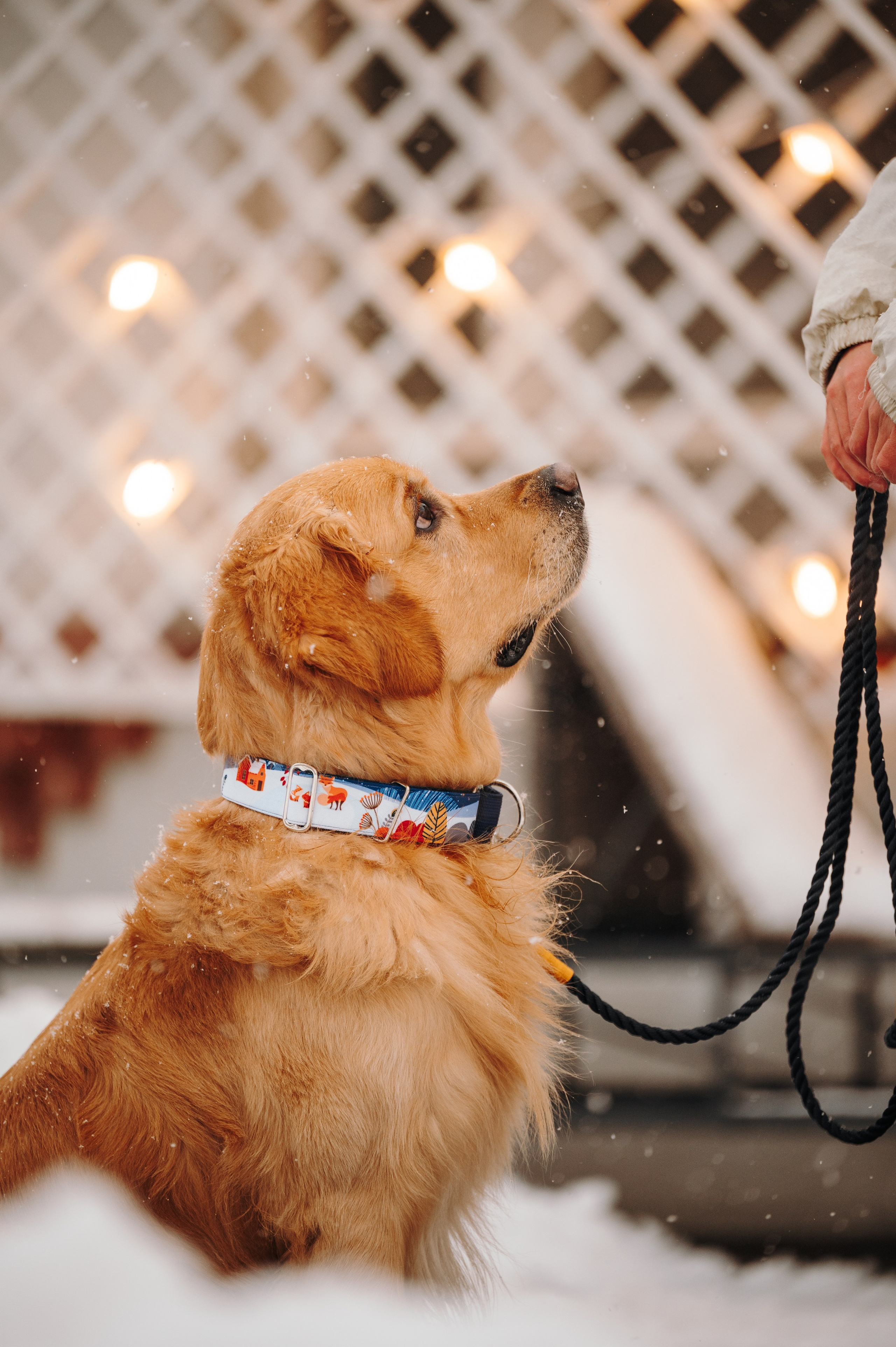 Bender&Frai. Зимняя коллекция. Семейный фотограф анималист Ананьева Мария — Москва