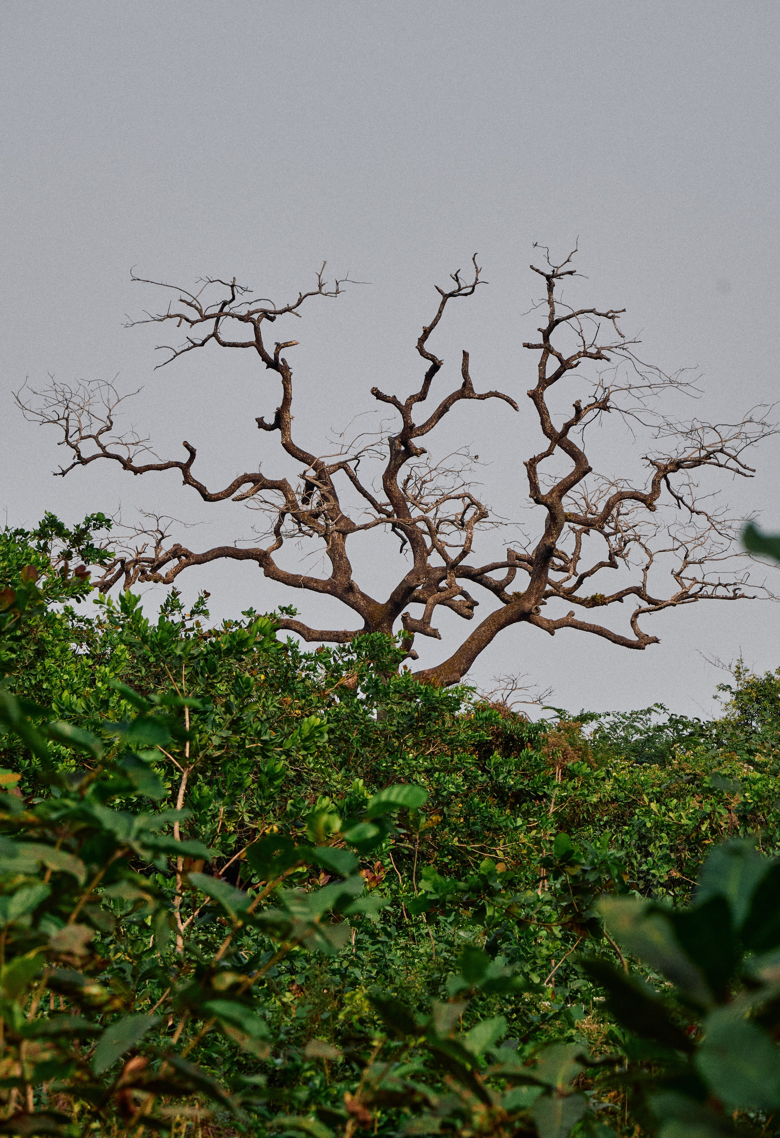 Guinea-Bissau. See the moment and catche. commercial and reportage