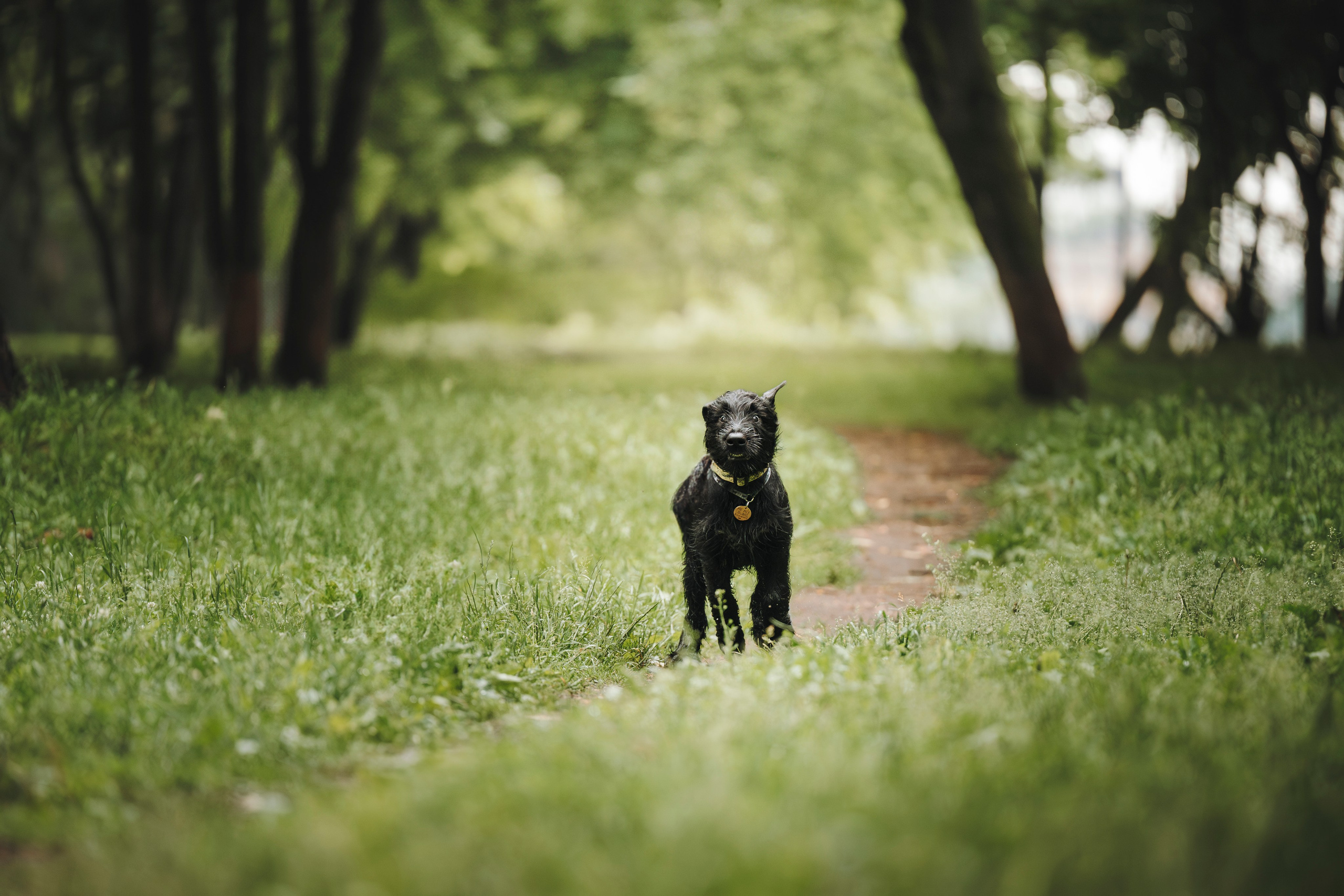 Даша и Умбра. Семейный фотограф анималист Ананьева Мария — Москва