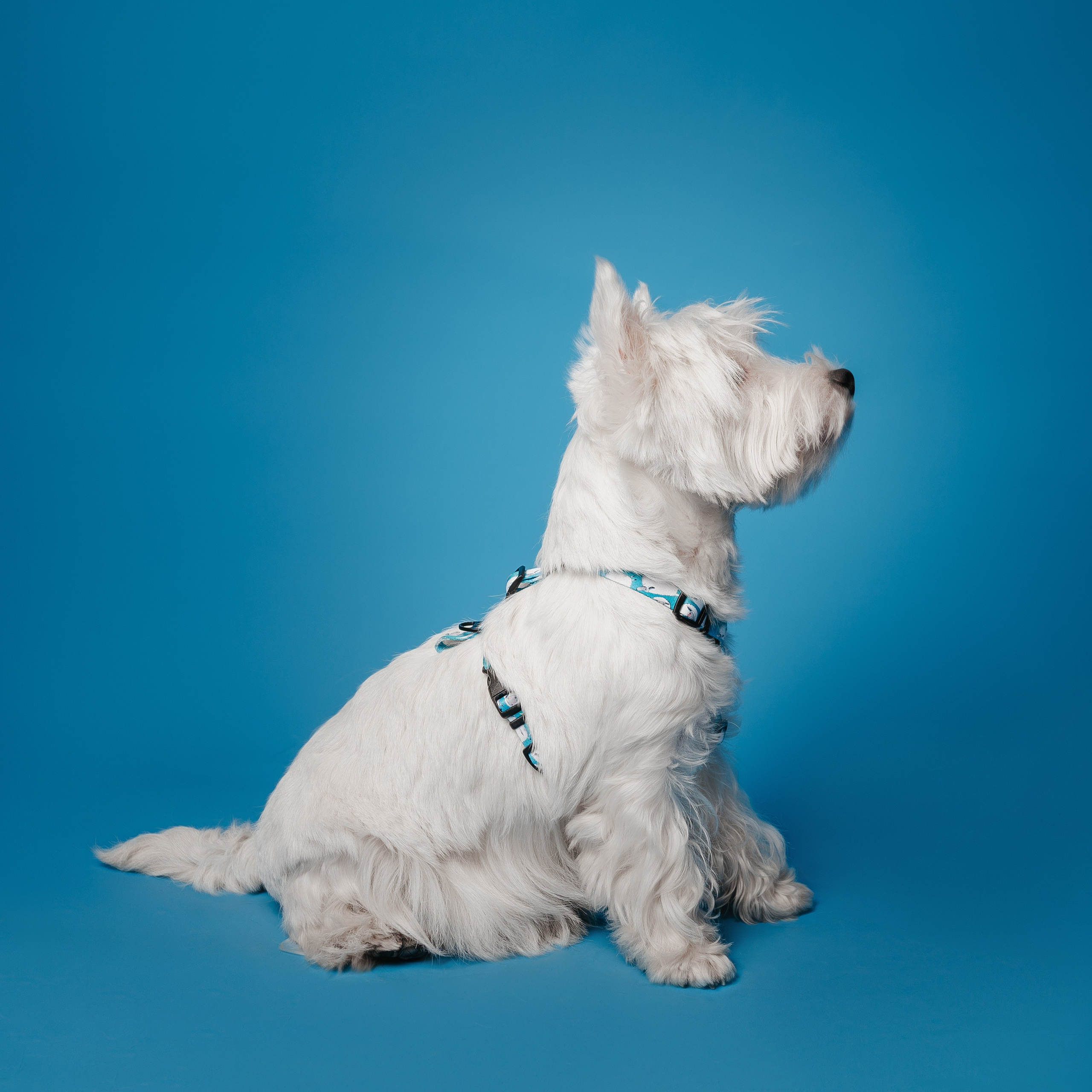 Bender&Frai. Овечки. Семейный фотограф анималист Ананьева Мария — Москва