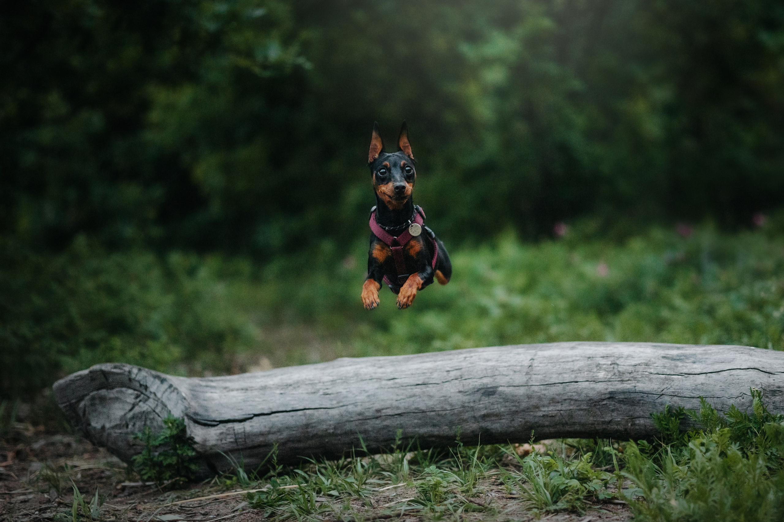 Сириус и его семья. Фотограф — Анималист | Санкт-Петербург