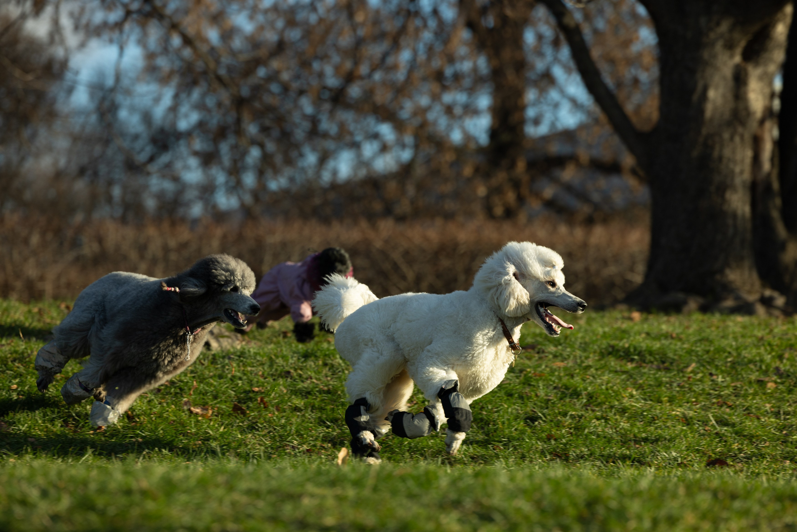 Клуб грумеров (прогулка и семинары). Виктория Зудина — фотограф в Москве