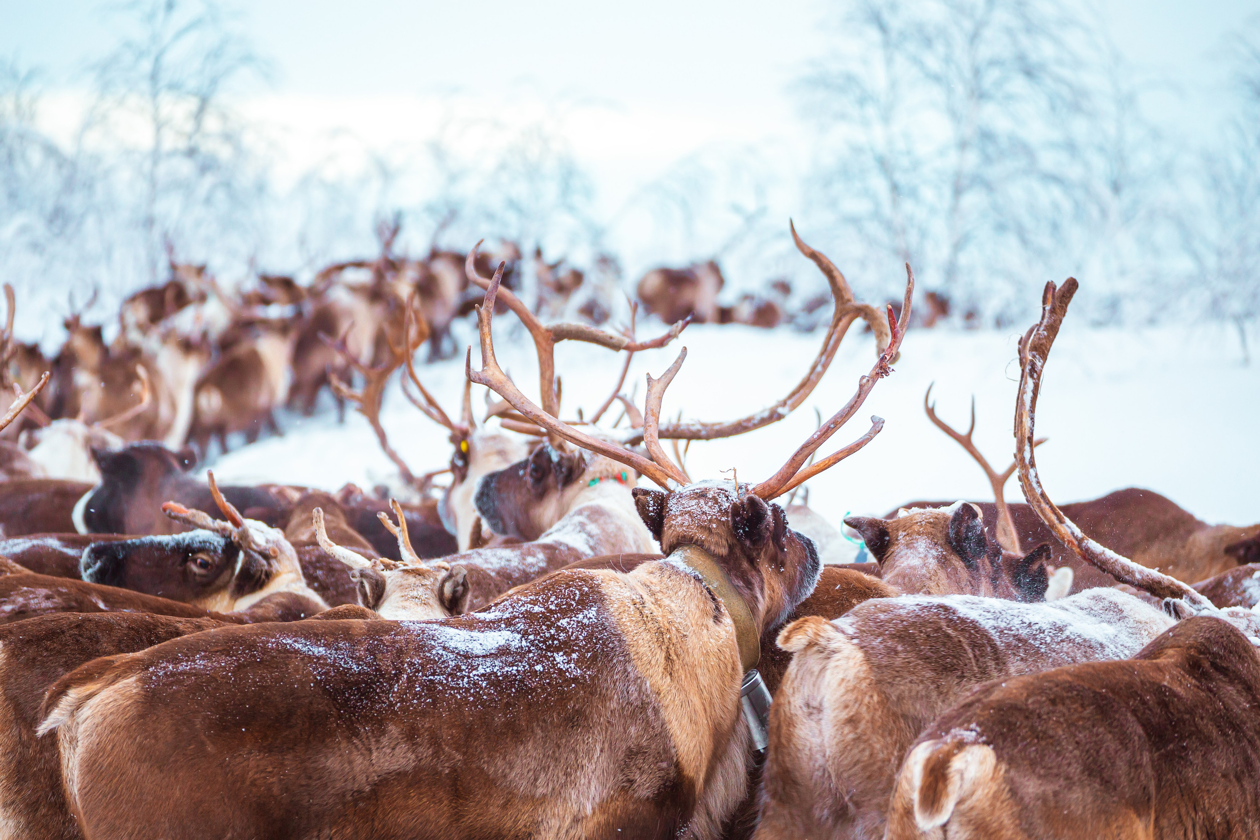 Ненецкий автономный округ. Тревел-фотограф Елизавета Ларионова