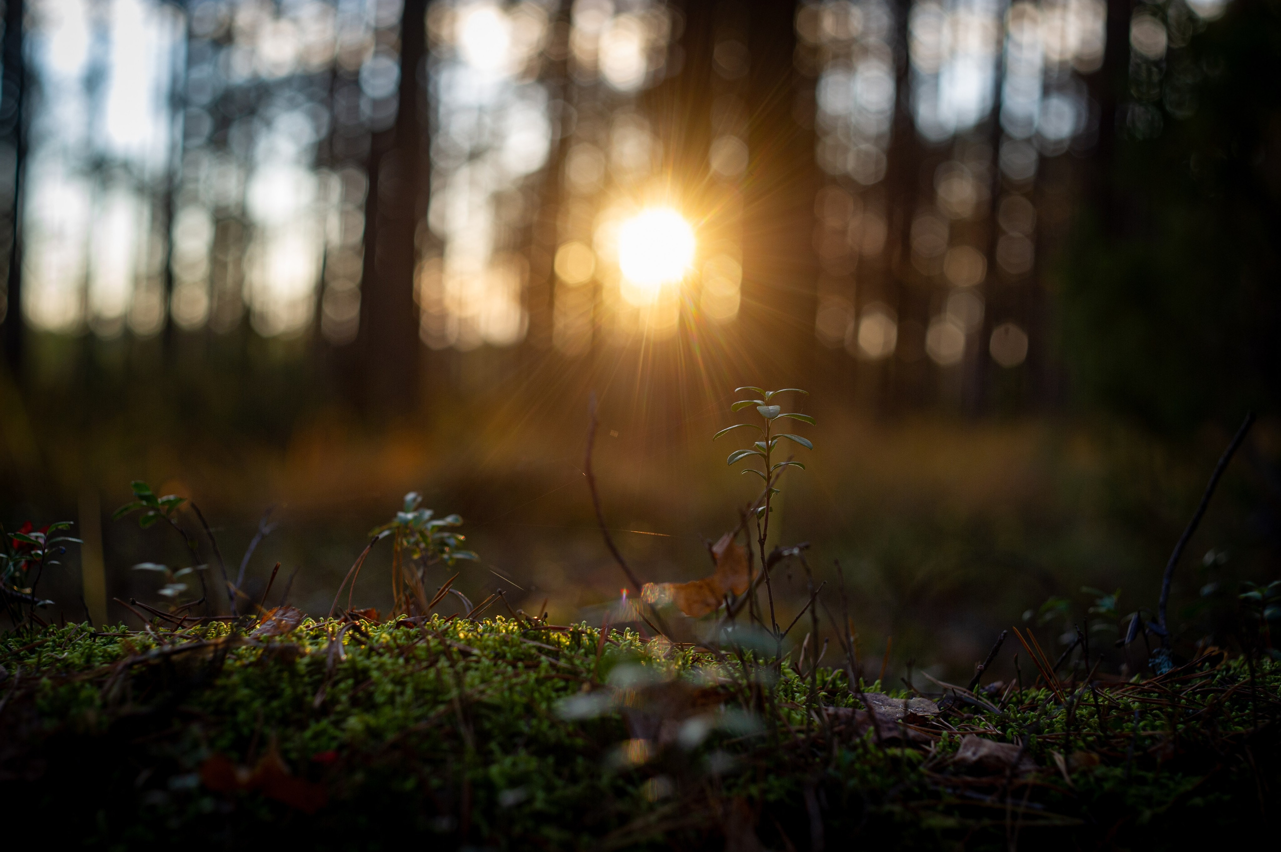 Природа. Фотограф Шариков Илья