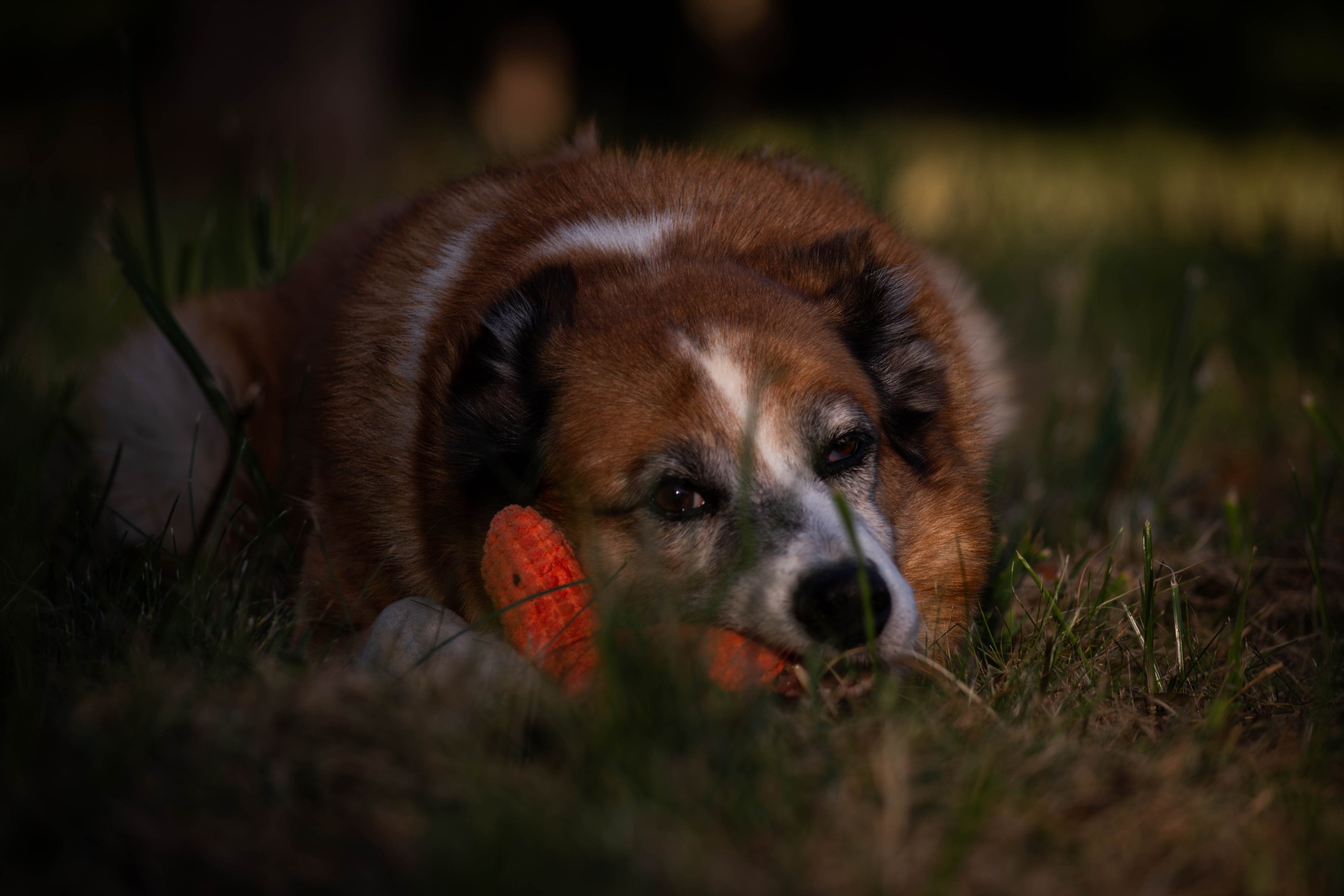 Ник и Полина. Фотограф Светлана Блинова, Москва и Московская область