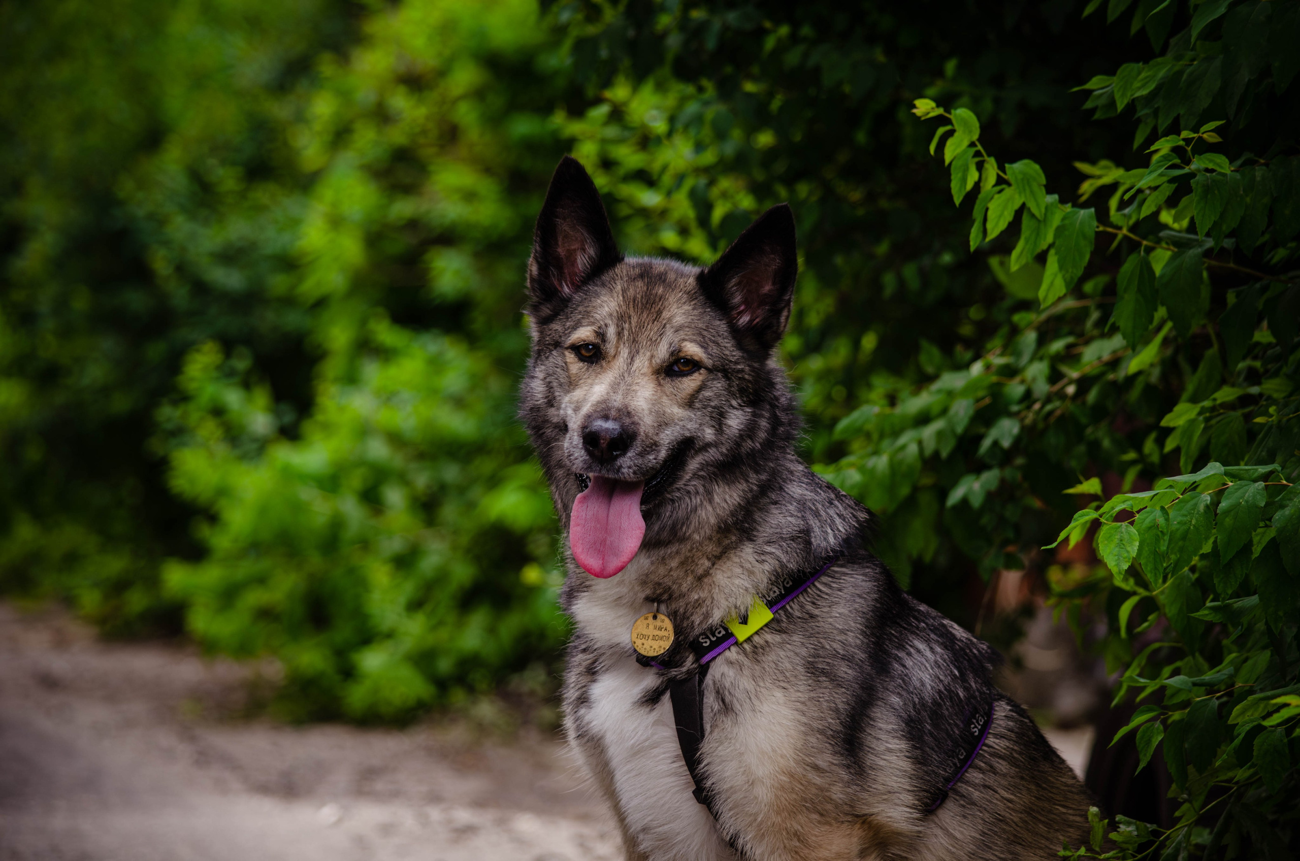 Мира и Чиж. Фотограф Светлана Блинова, Москва и Московская область