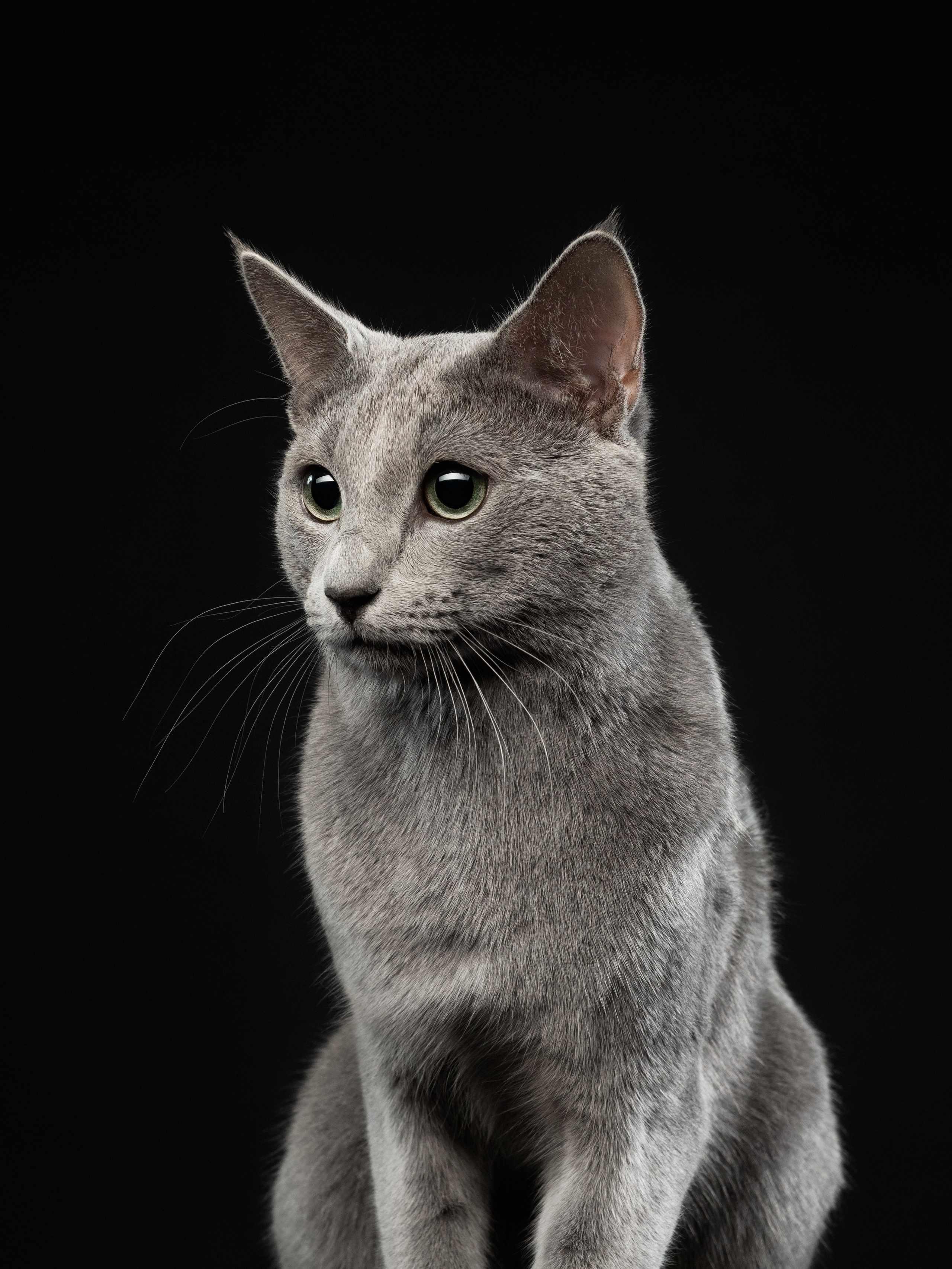 Студийная съёмка. Фотограф животных и людей в Санкт-Петербурге Дарья Быстрицкая