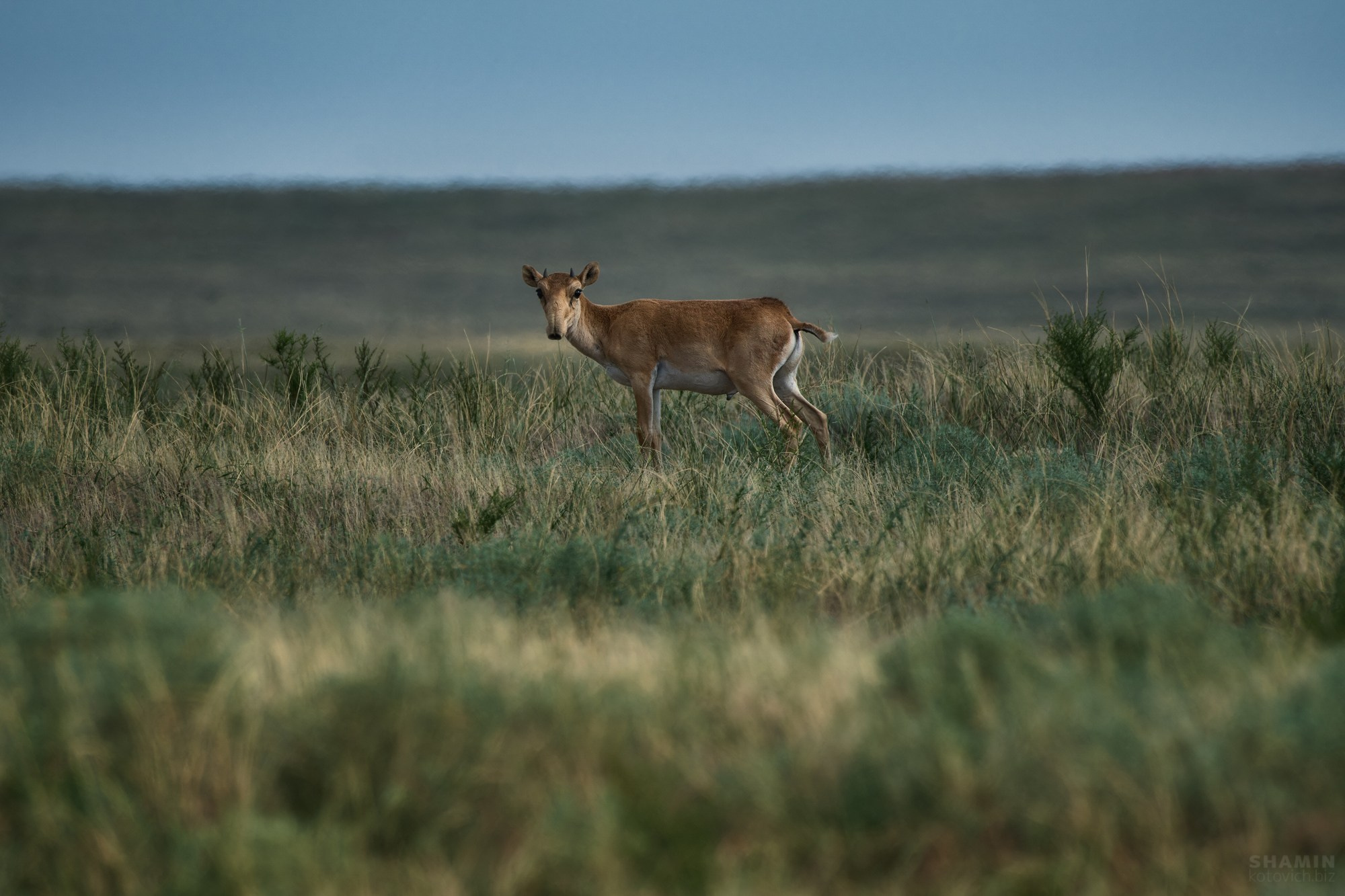 Пейзаж. Фотограф Константин Шамин