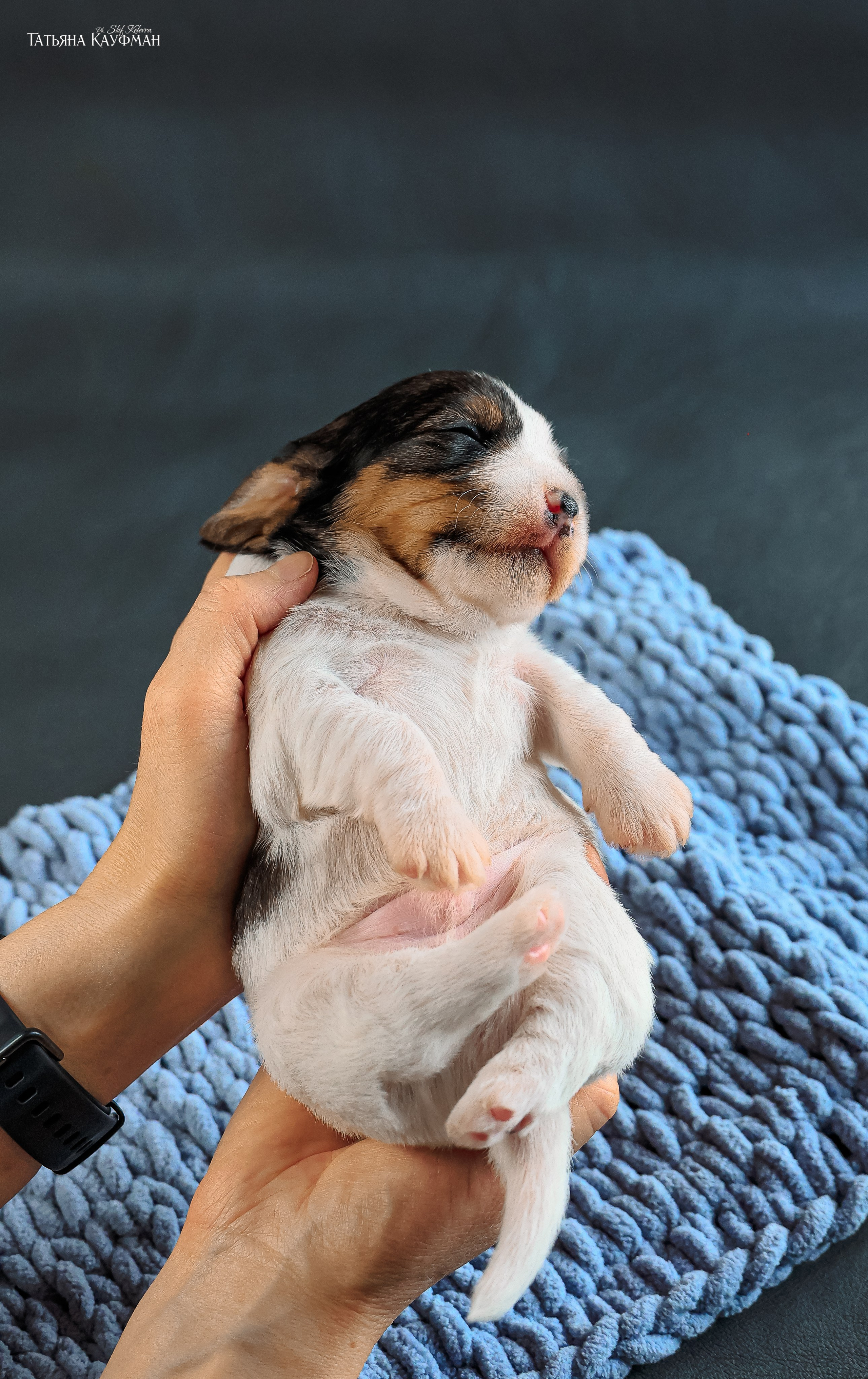 Малые вандейские бассет гриффоны. PVBG. Petit vandeen basset griffon, щенки в новосибирске. Питомник White Rivendel