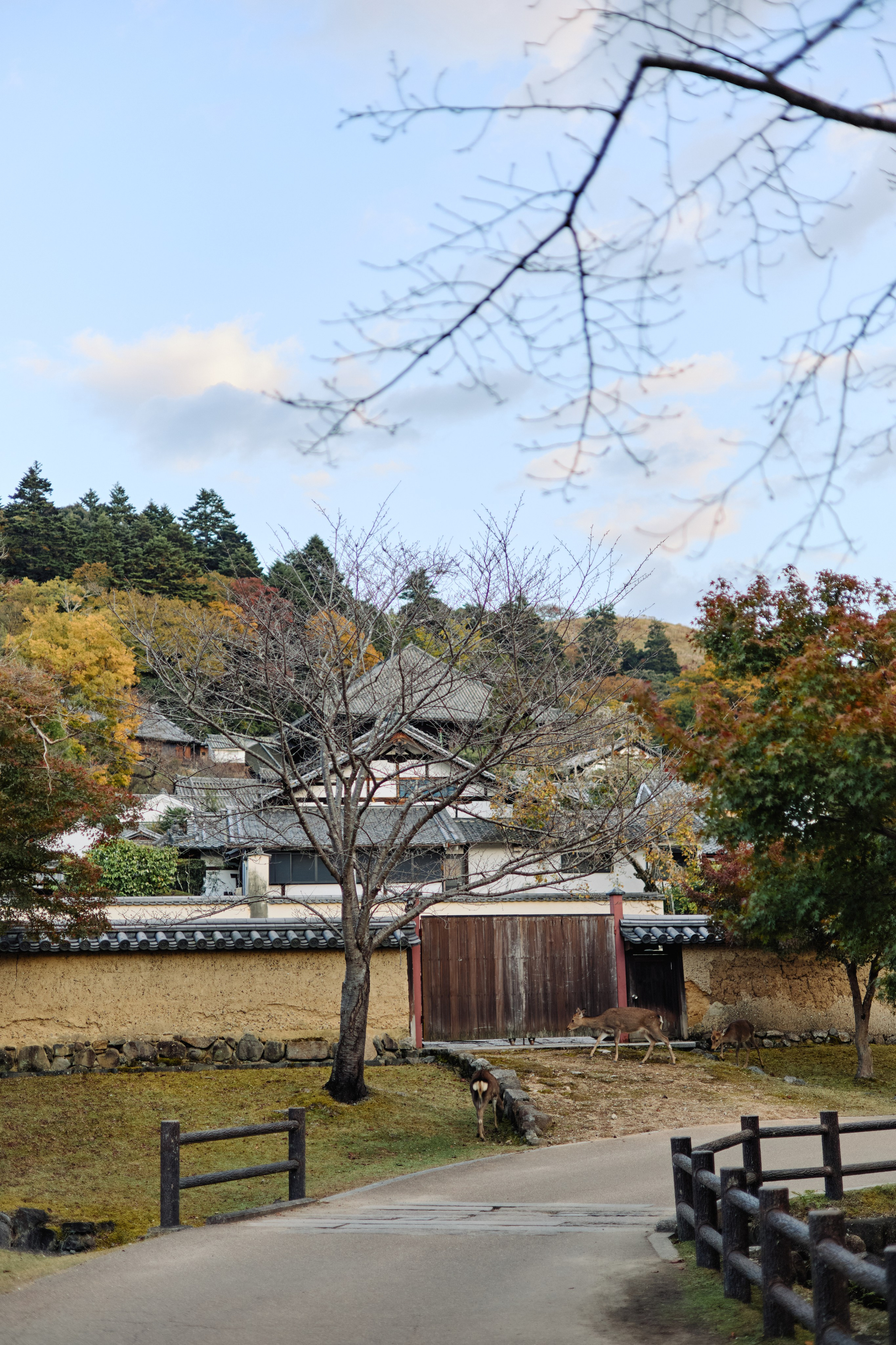 Япония. Профессиональный Фотограф во Владимире, в Москве и в Суздале — Полина Романычева