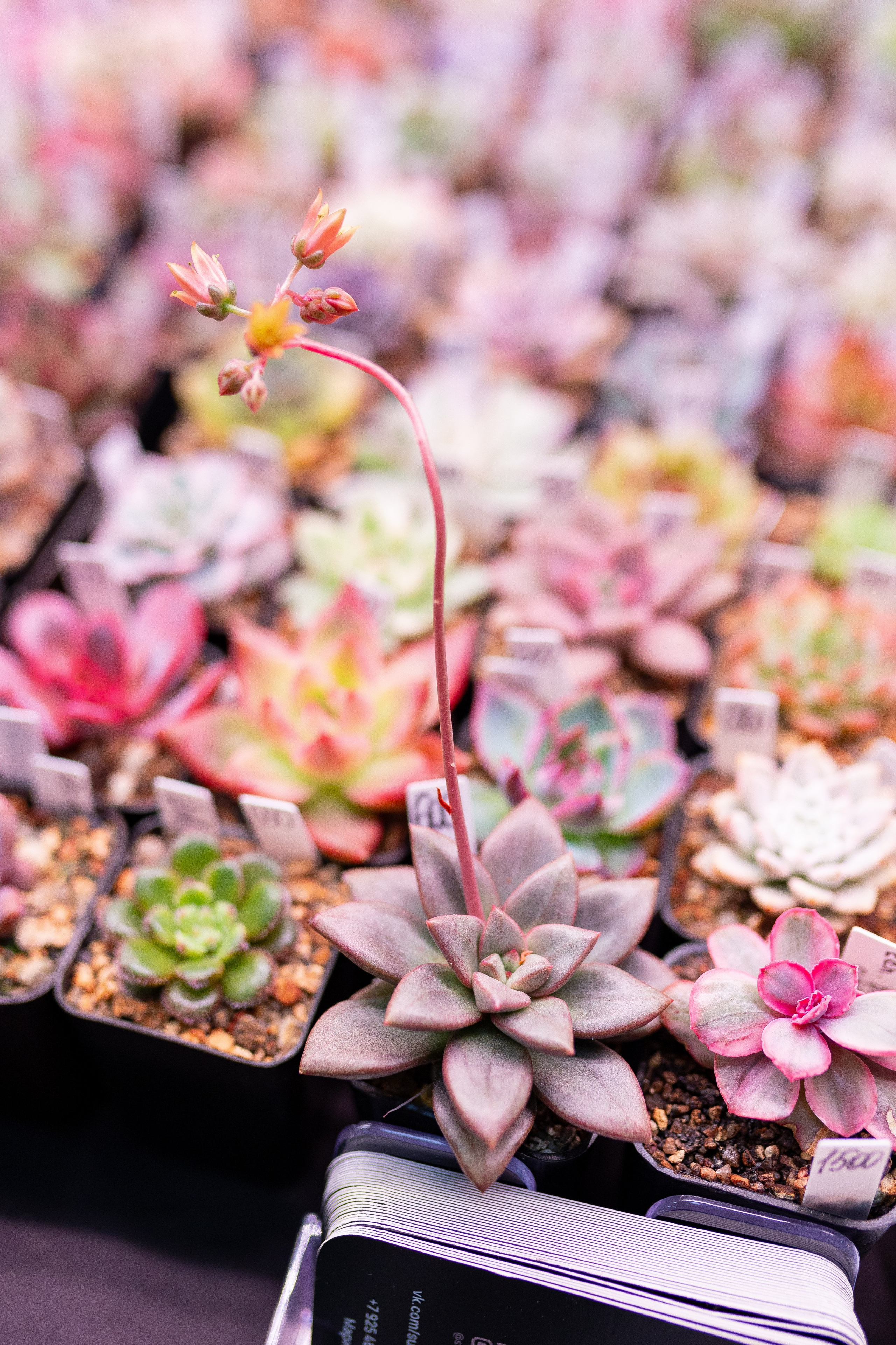 Орхидиум 12.2025. Александра Куликова фотограф, Москва