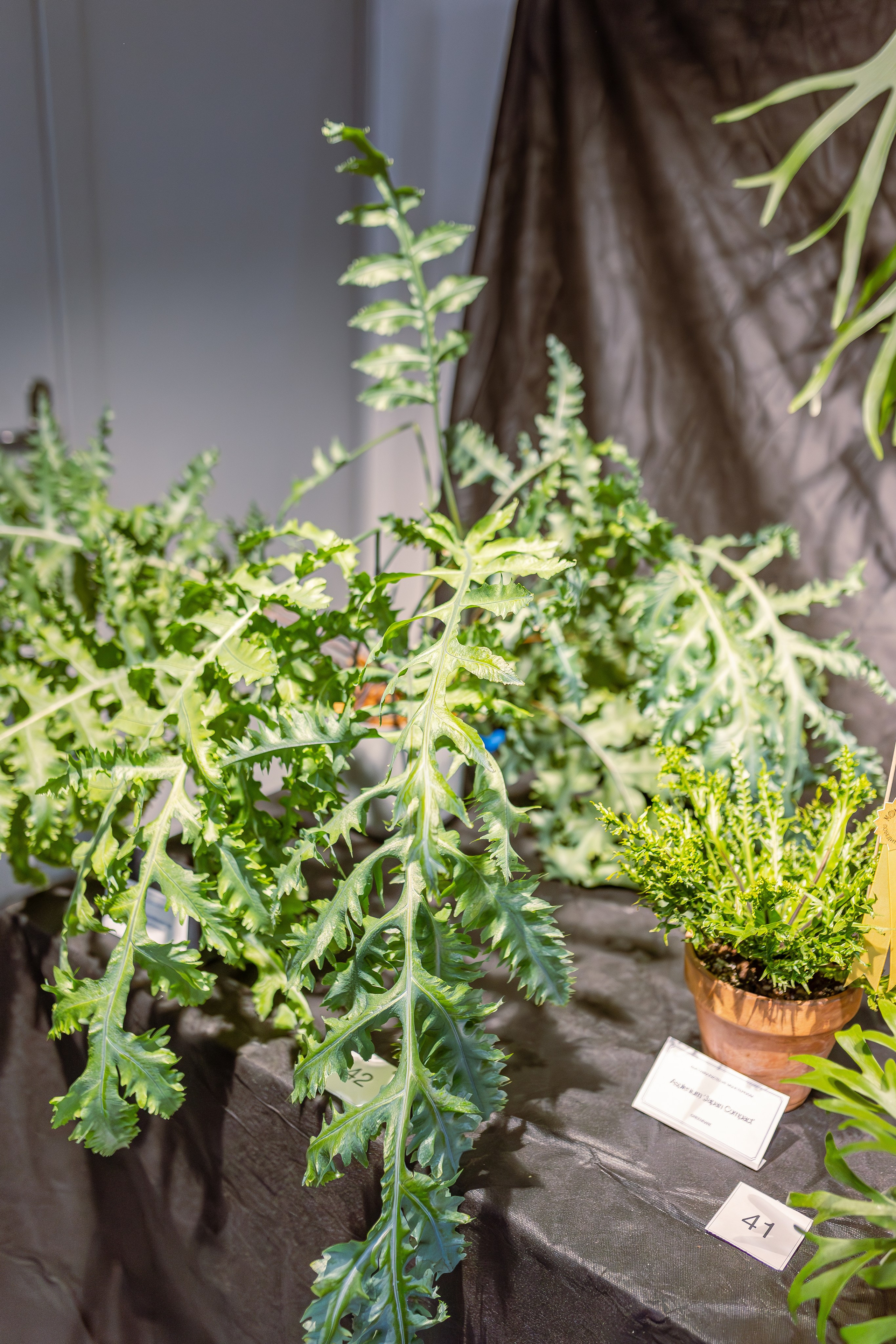 Монстериум апрель 2026. Александра Куликова фотограф, Москва