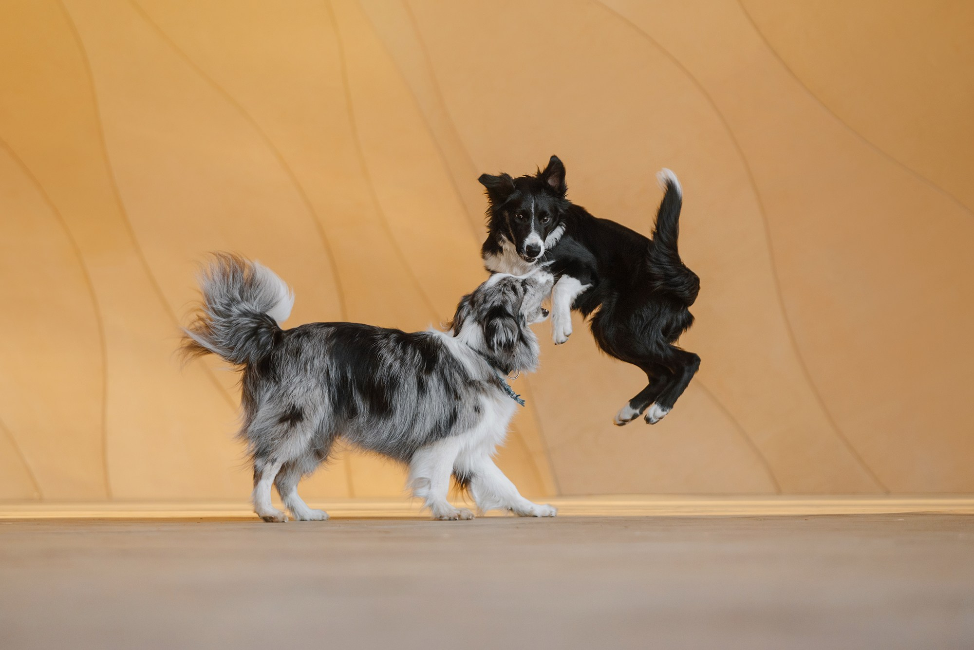 Питомец в кадре. Фотограф Анна Тюрина