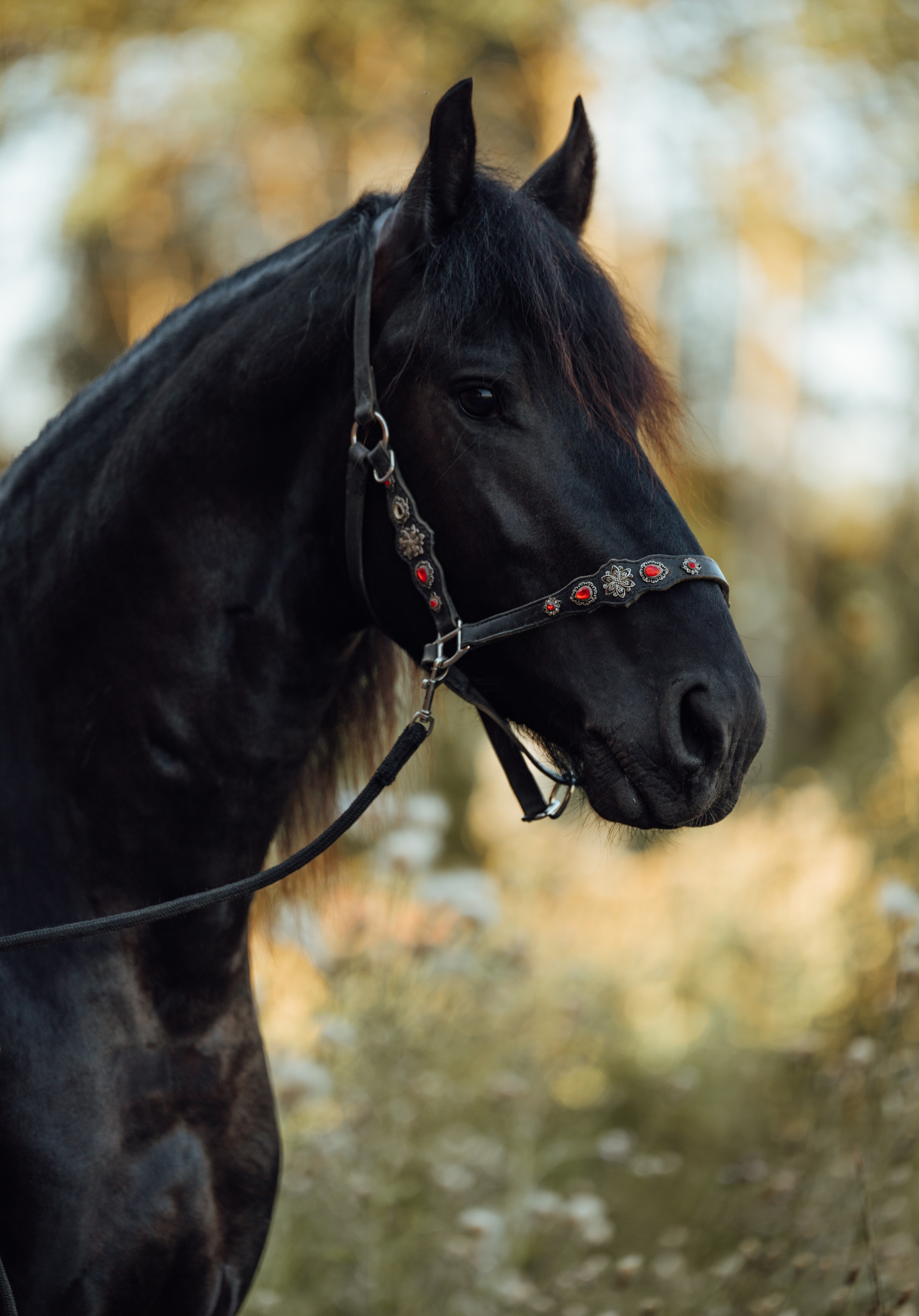 Аренда лошадей для фотосессии в Петрозаводске. Фотограф Варвара Ермоленко