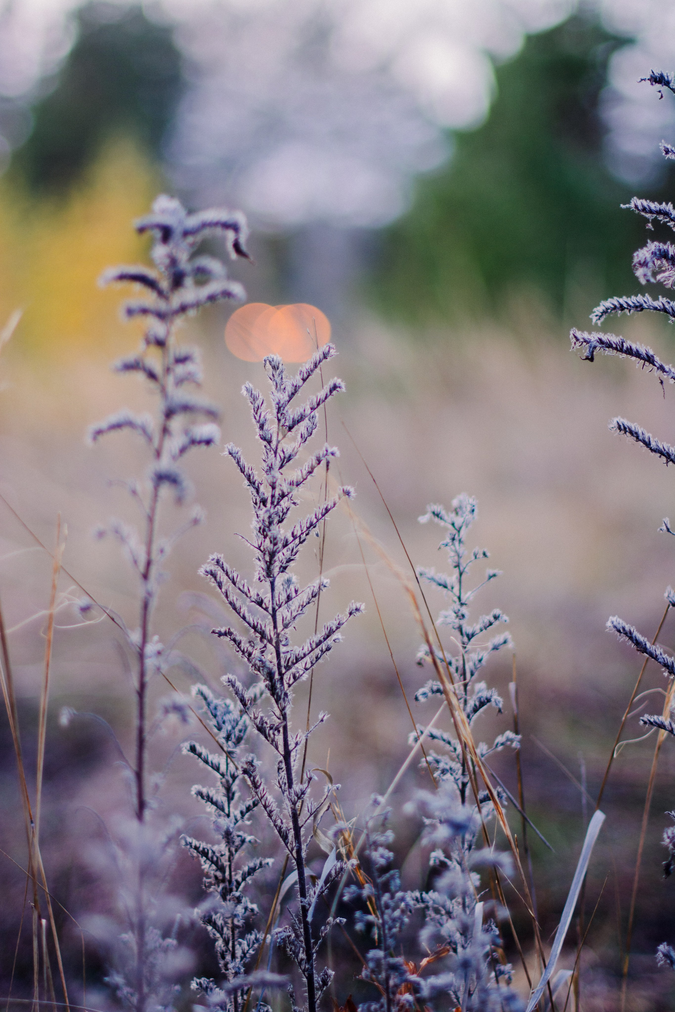 Flowers. Фотографирую искусство в Хабаровске