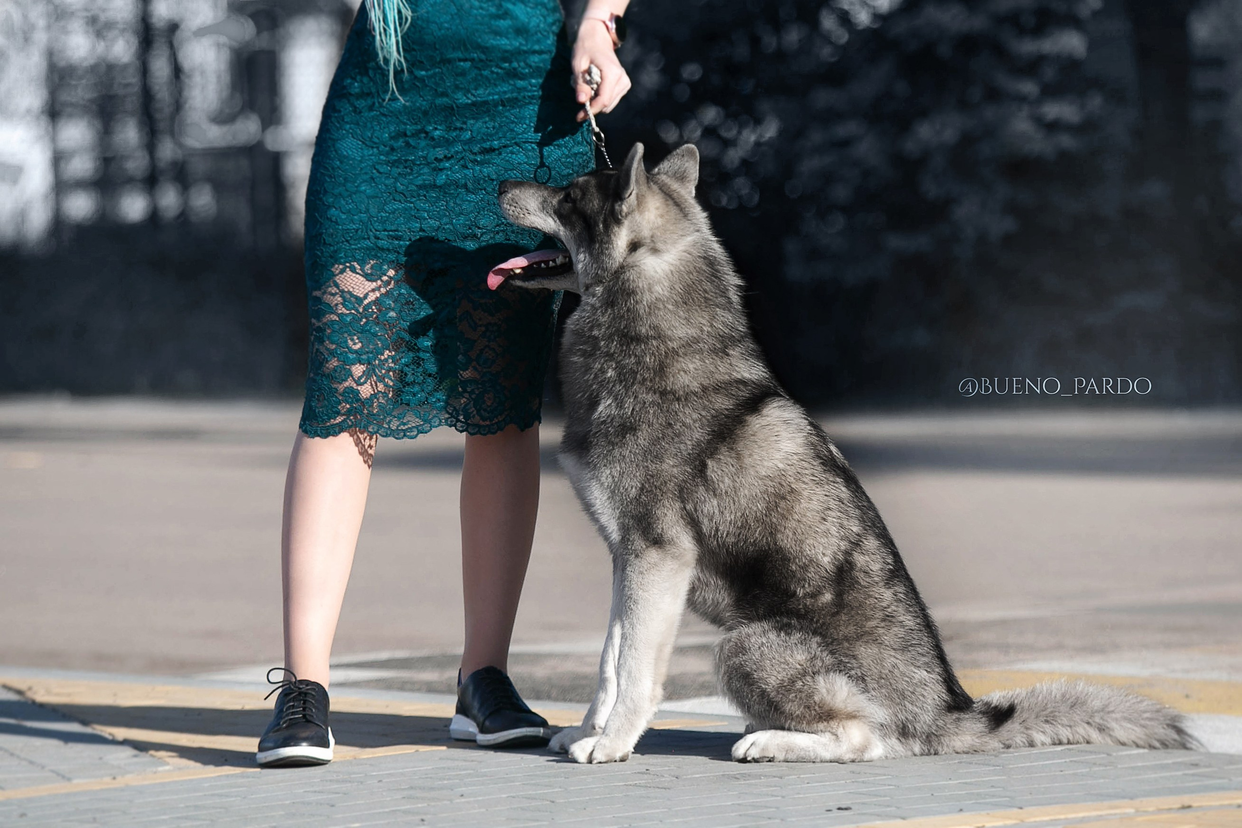 Щенки сибирского хаски из питомника. Питомник собак Акита, Хаски, Корги