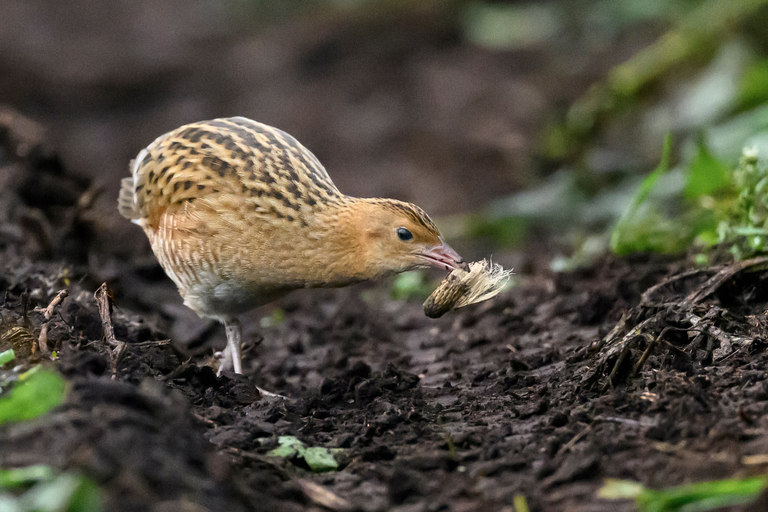 Коростель, кукушка, каменка. Wildlife photography by Sergey Puponin