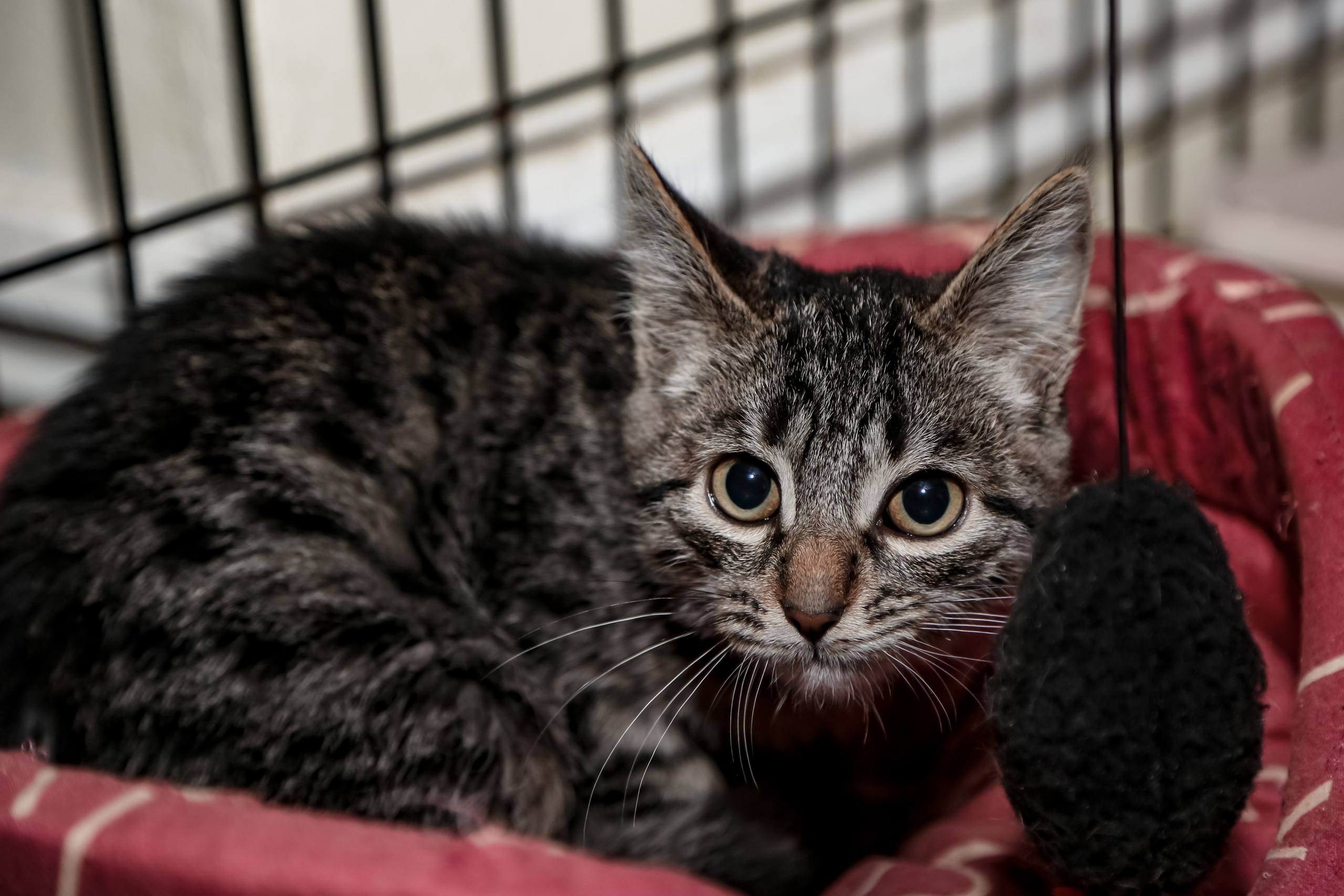 Приют Кошкин Дом Филимоша. Ваш фотограф в Оренбурге Рощупкина Екатерина