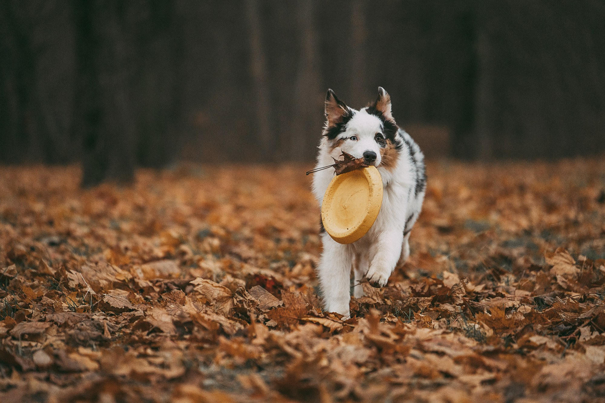 Лиза и Бублик. Фотограф анималист в Москве и Санкт-Петербурге Свиридова Анна