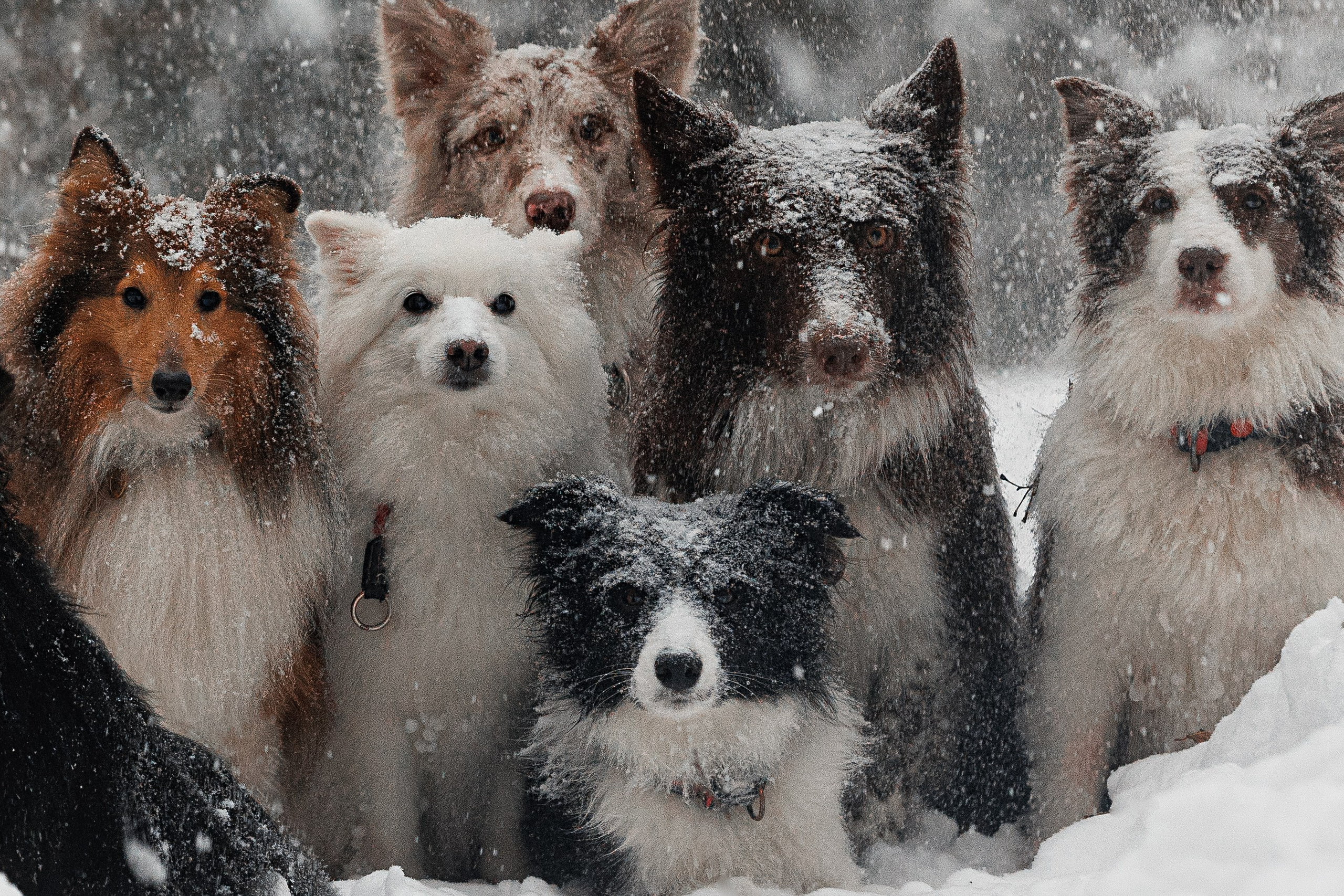 Даша и компания. Фотограф анималист Кристина Карпова, Москва