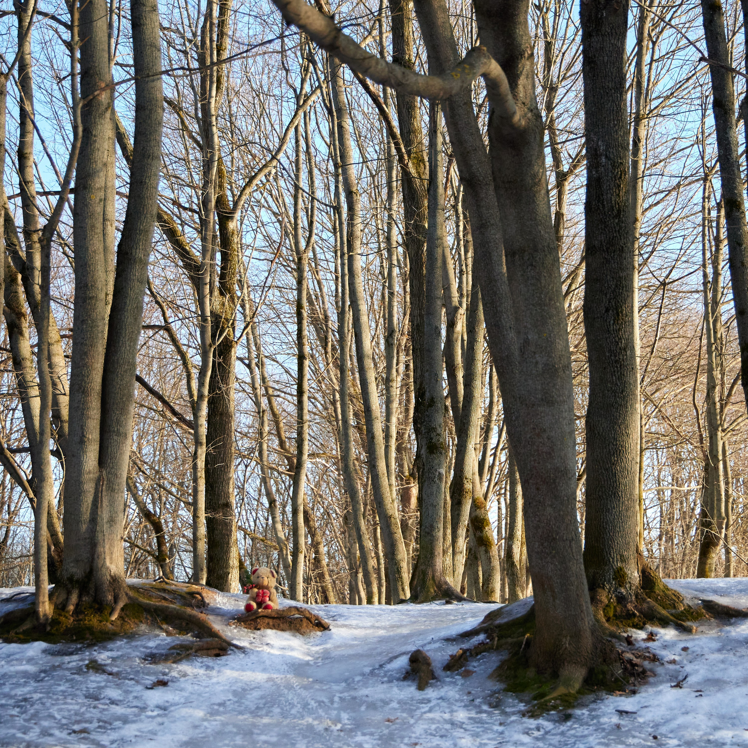 Путешествие одного Медведя. Предметный и контентный фотограф в Москве Курочкина Оксана