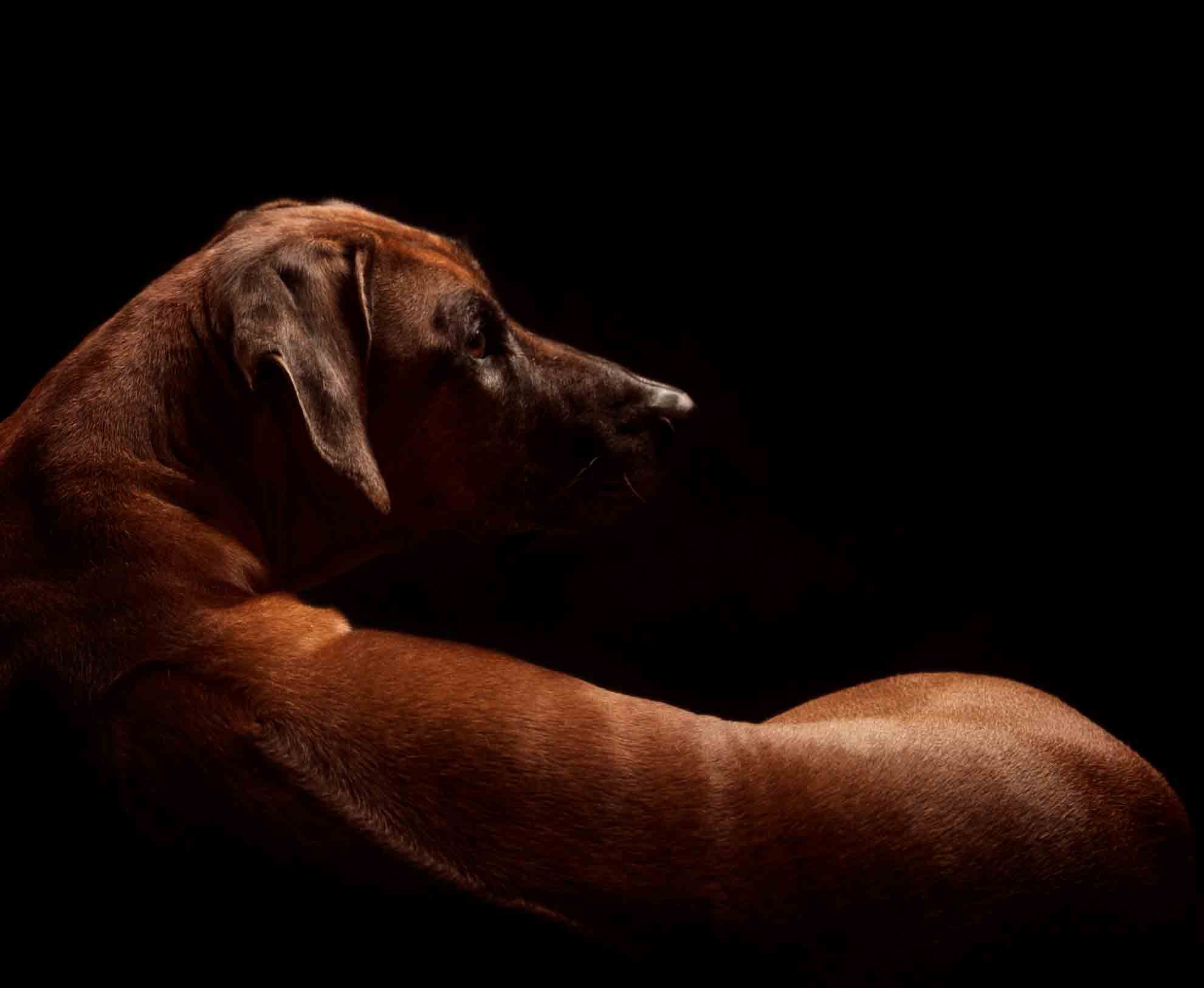 Собаки. Портретная и свадебная фотосъемка. Москва и область