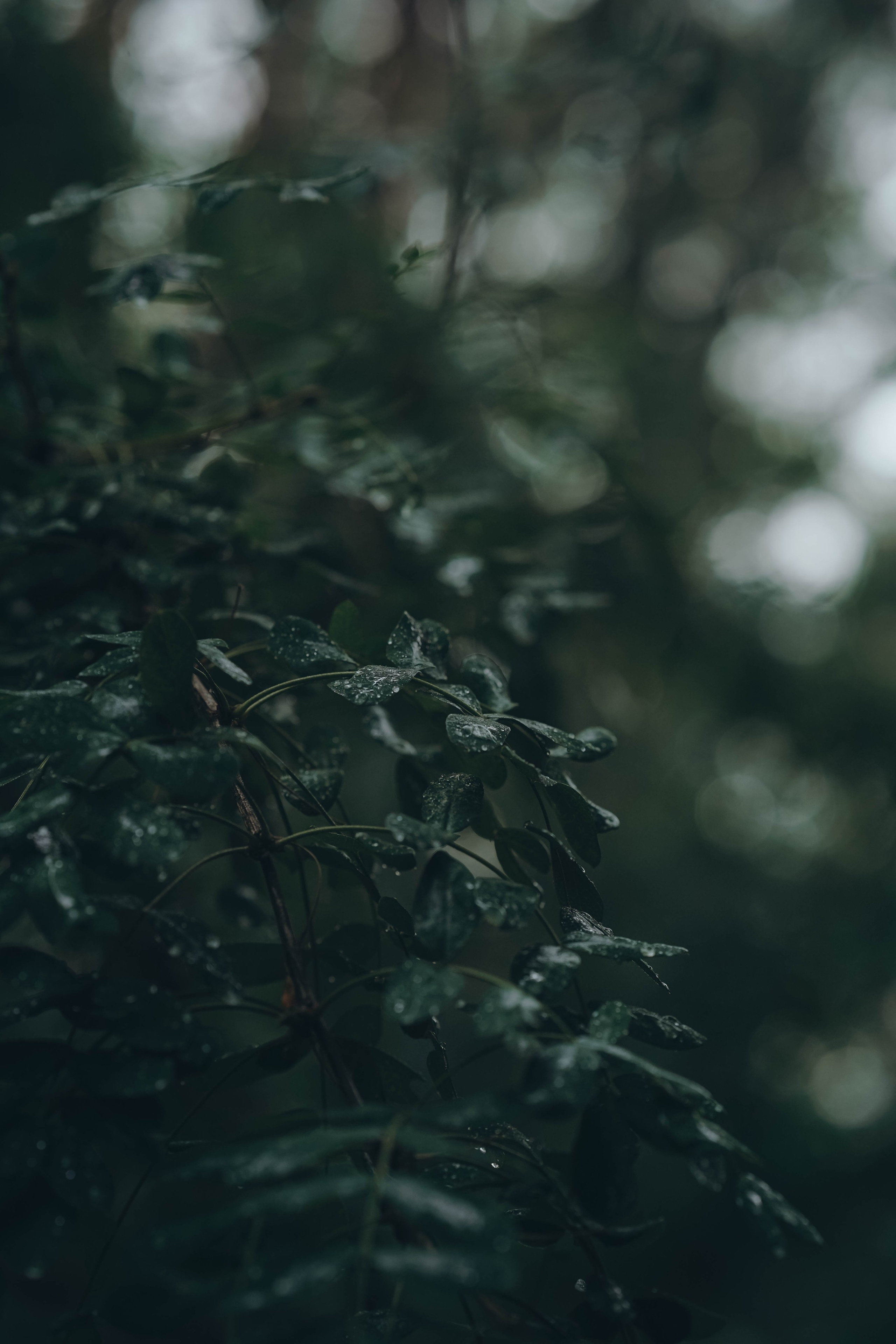 Ее тело — храм, мой Бог — свет. Семейный и свадебный фотограф