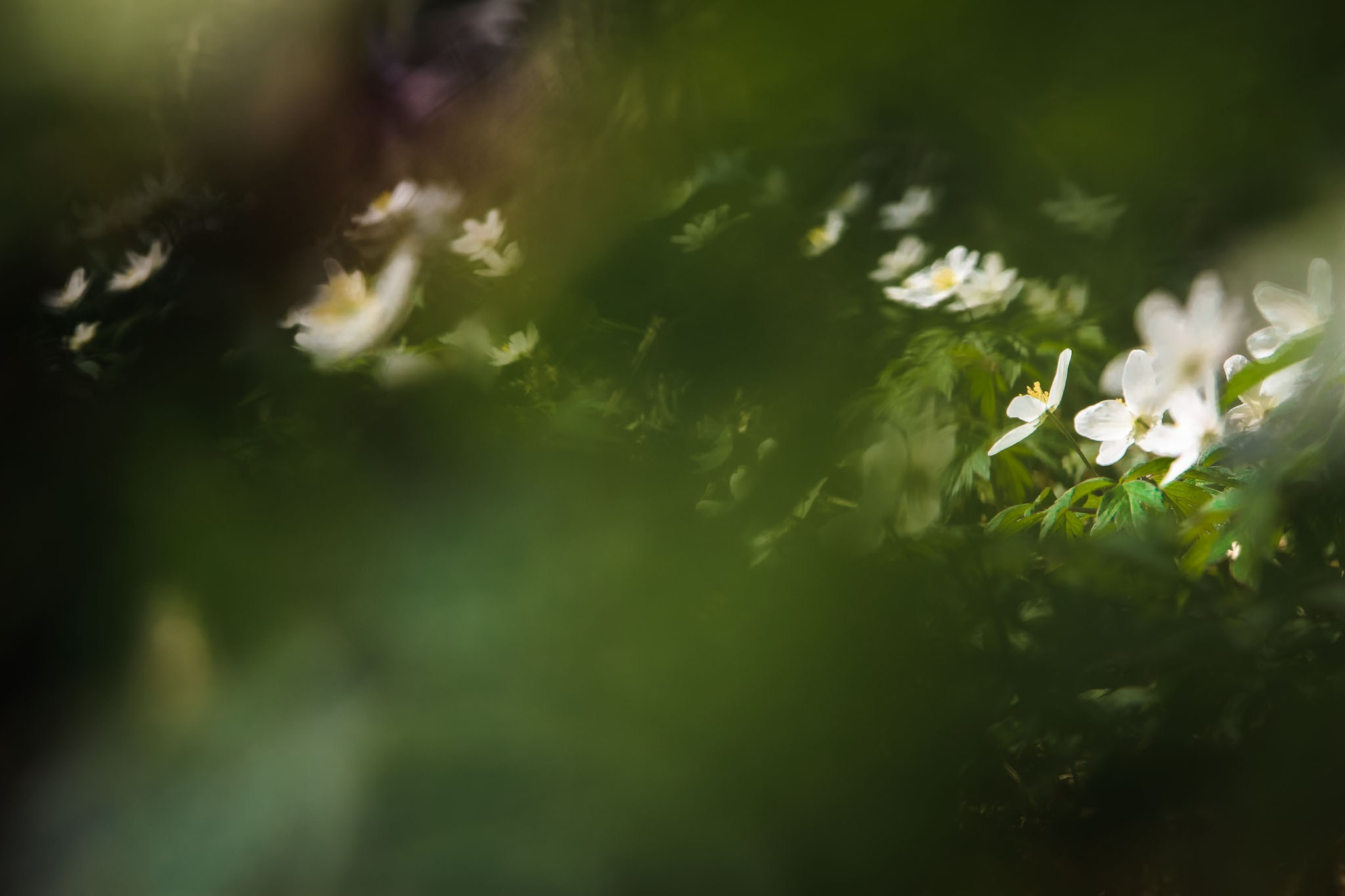 Весна. Катя Цвет